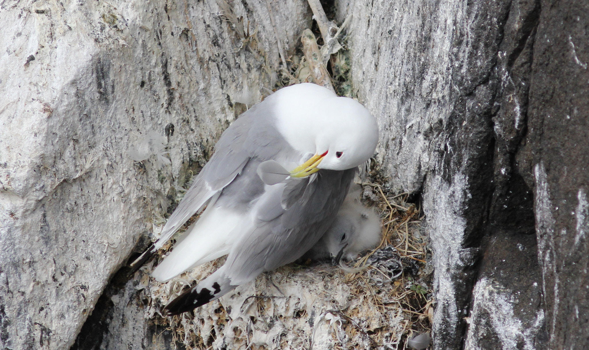 Canon EOS 60D + Canon EF 300mm F4L IS USM sample photo. Kittiwake and chick photography