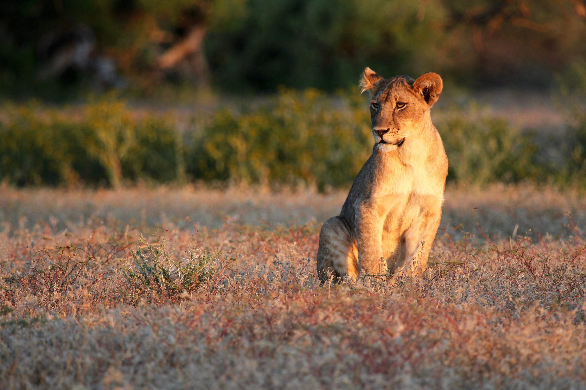 Canon EF 100-400mm F4.5-5.6L IS USM sample photo. Lost lion cub looking for family photography