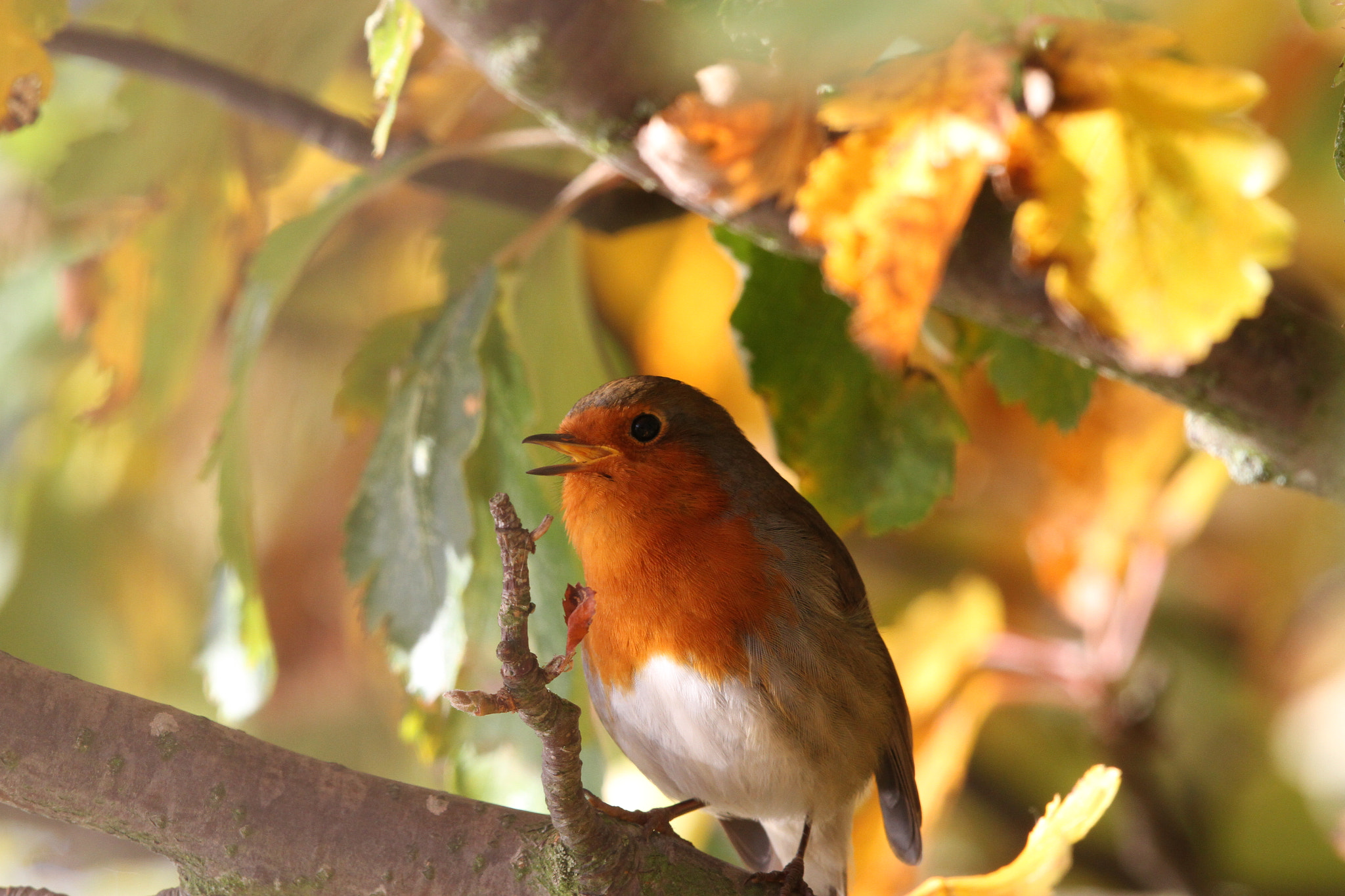 Canon EOS 7D + Canon EF 500mm F4L IS II USM sample photo. Autumn robin photography