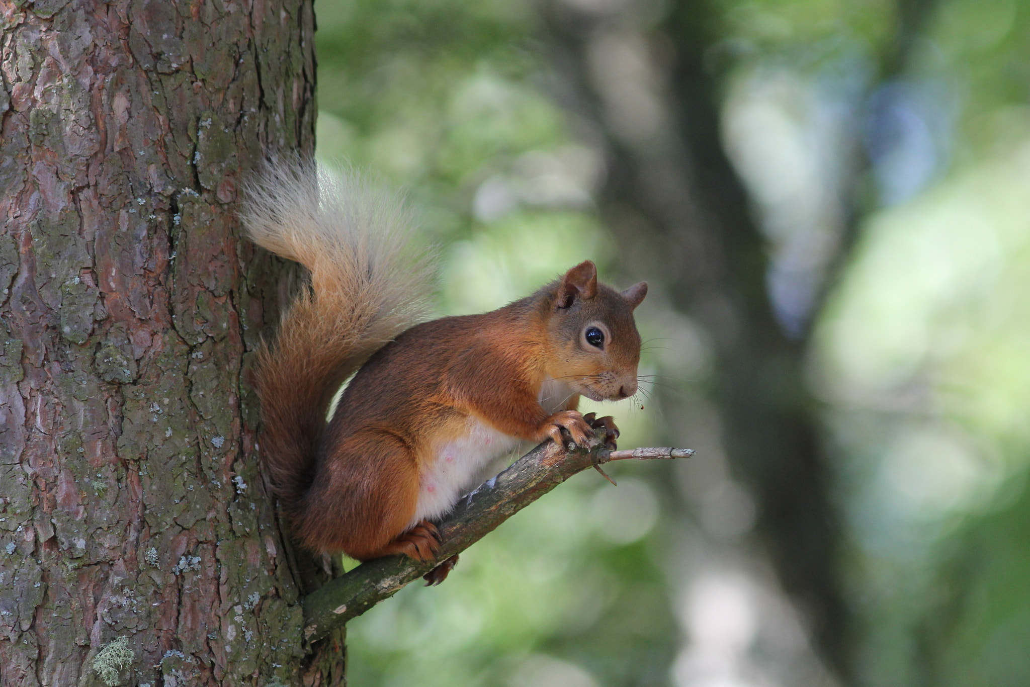 Canon EOS 60D + Canon EF 300mm F4L IS USM sample photo. Perched squirrel photography