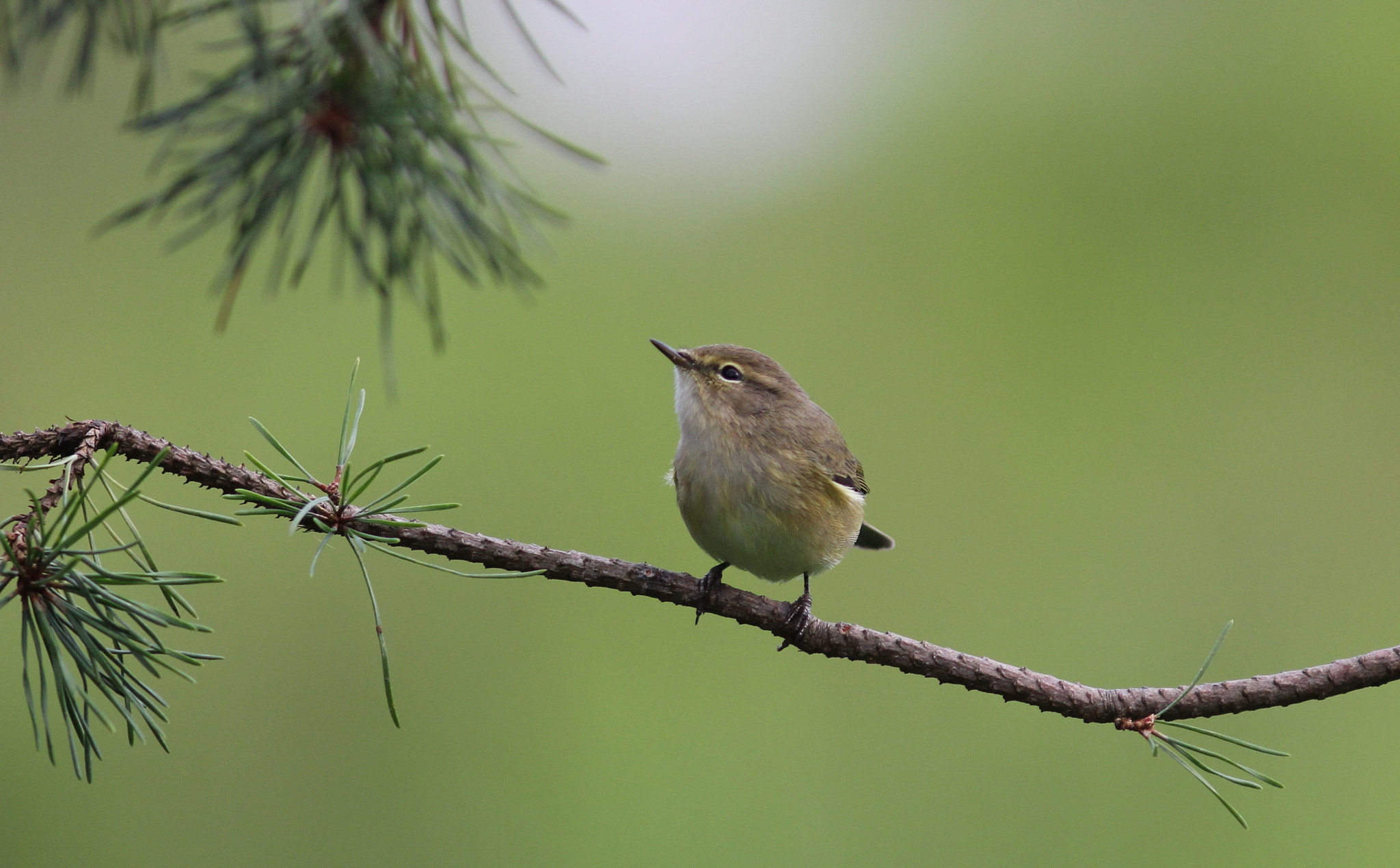 Canon EOS 60D + Canon EF 300mm F4L IS USM sample photo. Chiffchaff 1 photography