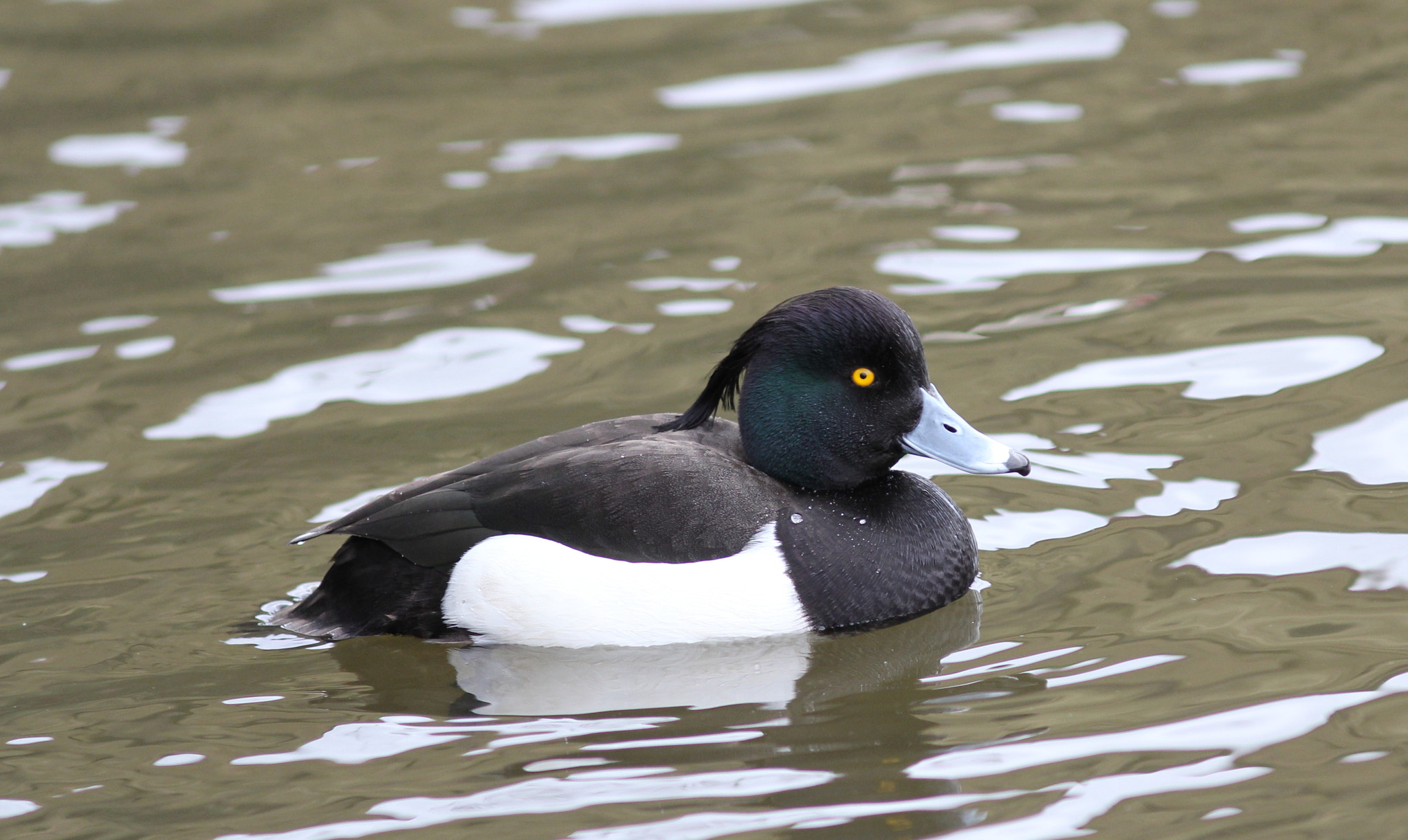 Canon EOS 60D + Canon EF 300mm F4L IS USM sample photo. Tuffted duck 1 photography