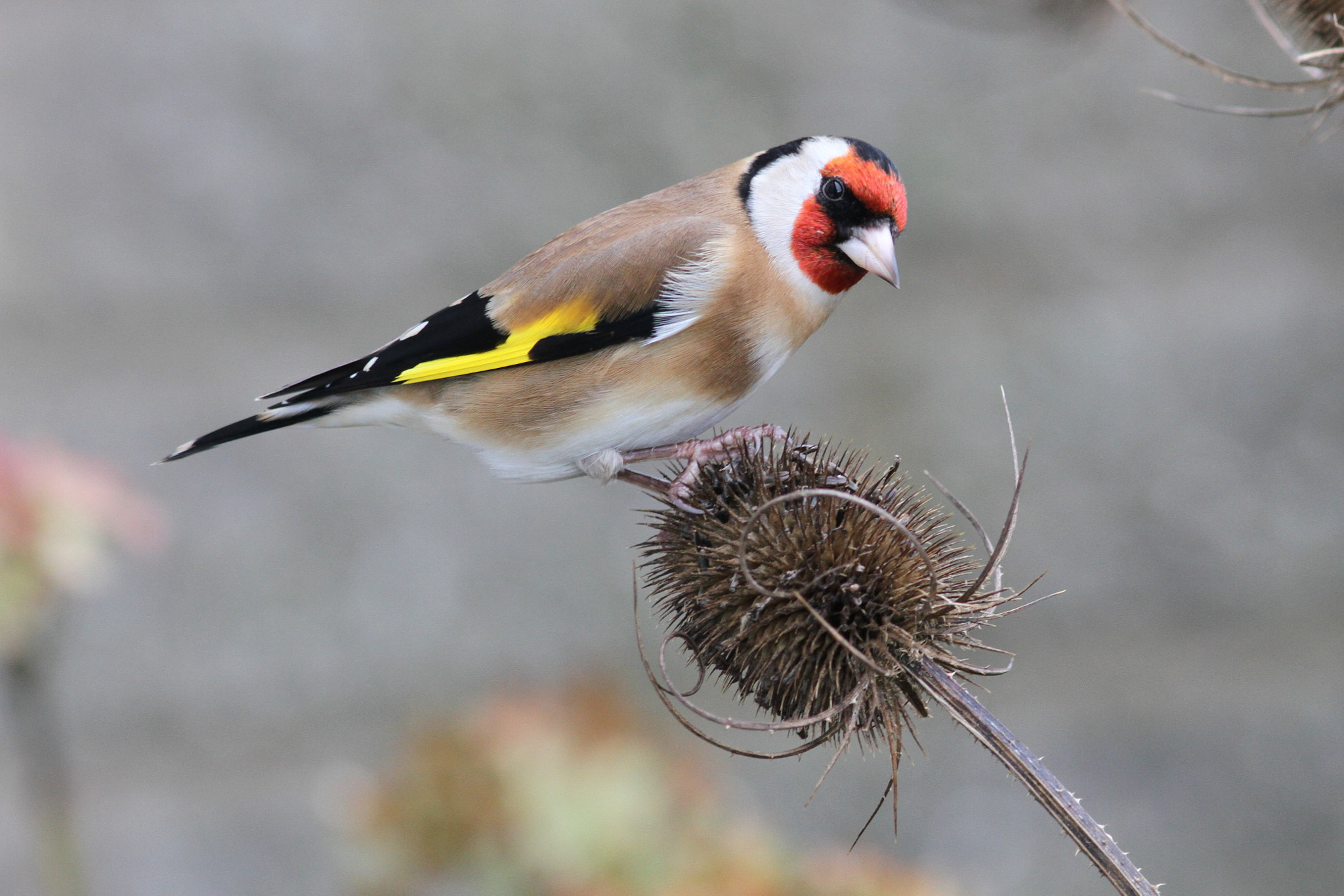 Canon EF 300mm F4L IS USM sample photo. Gold finch on teasel 2 photography