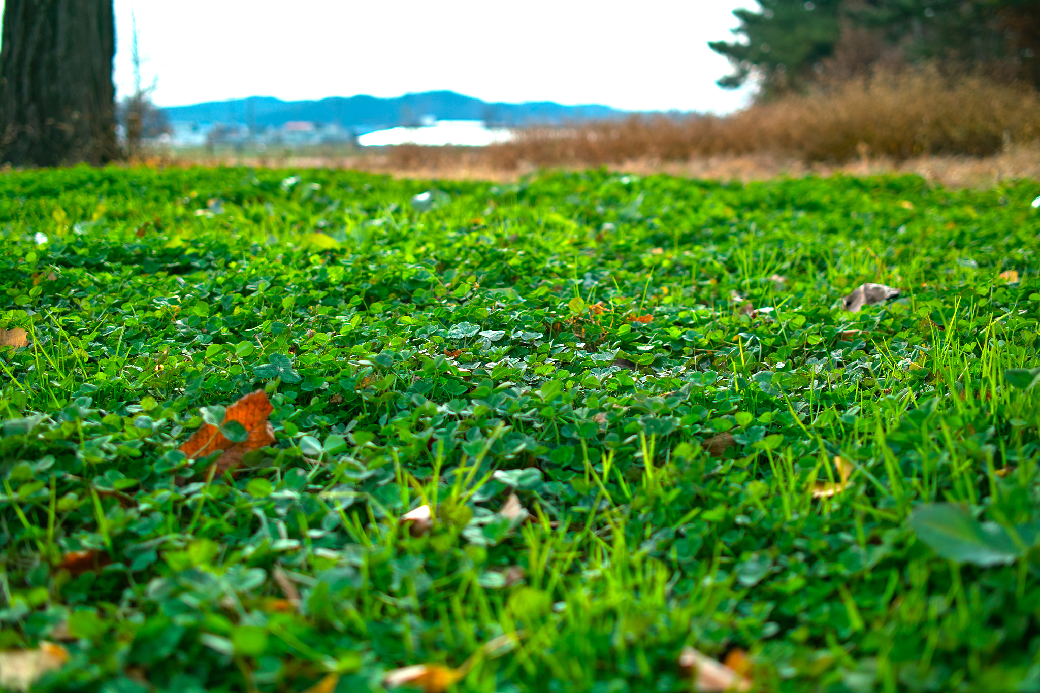 Sigma DP2s sample photo. Clvoer photography