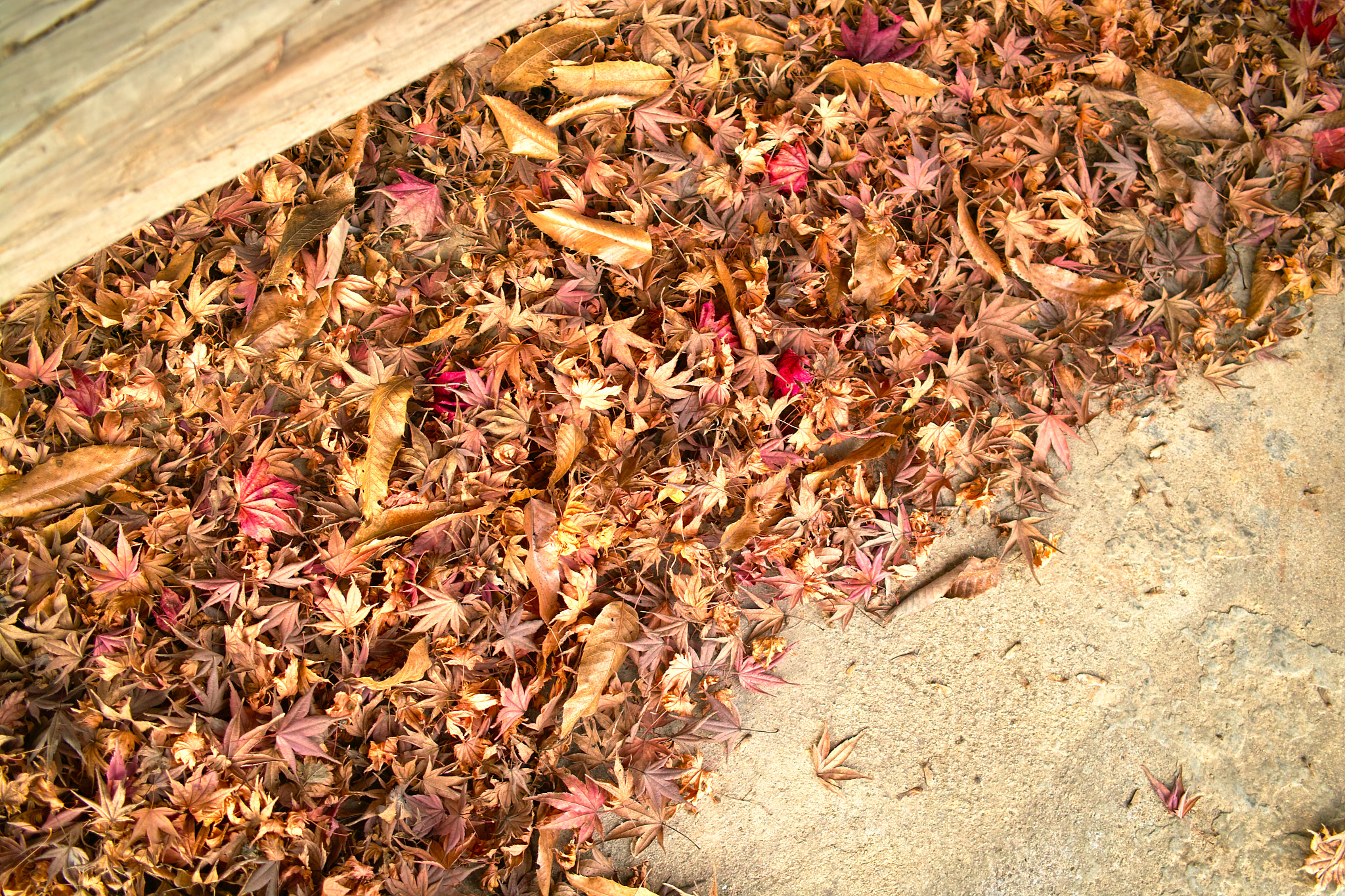 Sigma DP2s sample photo. Under the leaves photography