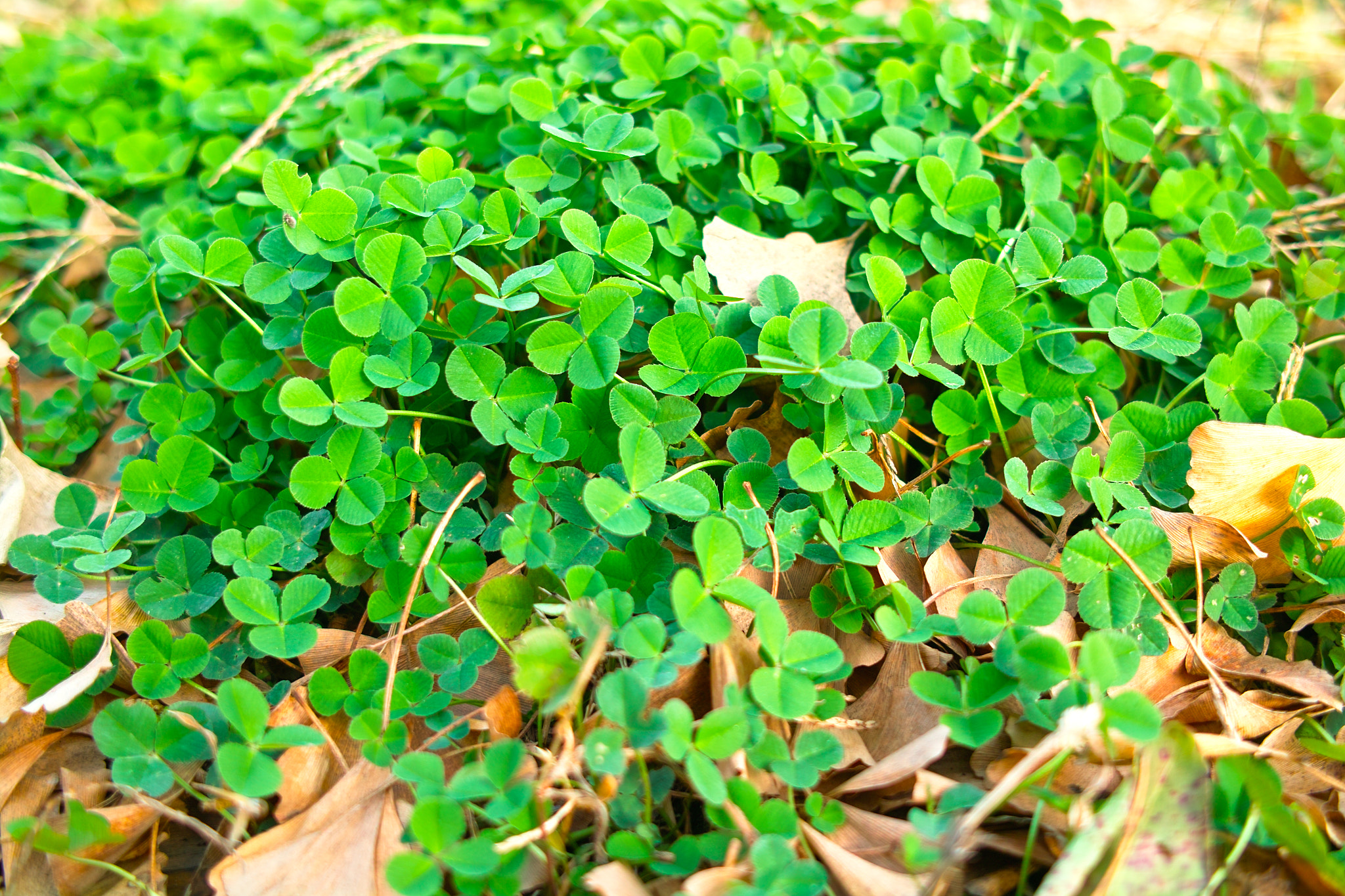 Sigma DP2s sample photo. Greeny clover photography