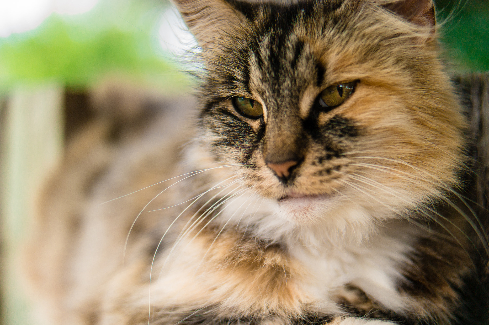 Samsung NX300 + NX 45mm F1.8 [T6] 2D/3D sample photo. Majestic old lady photography