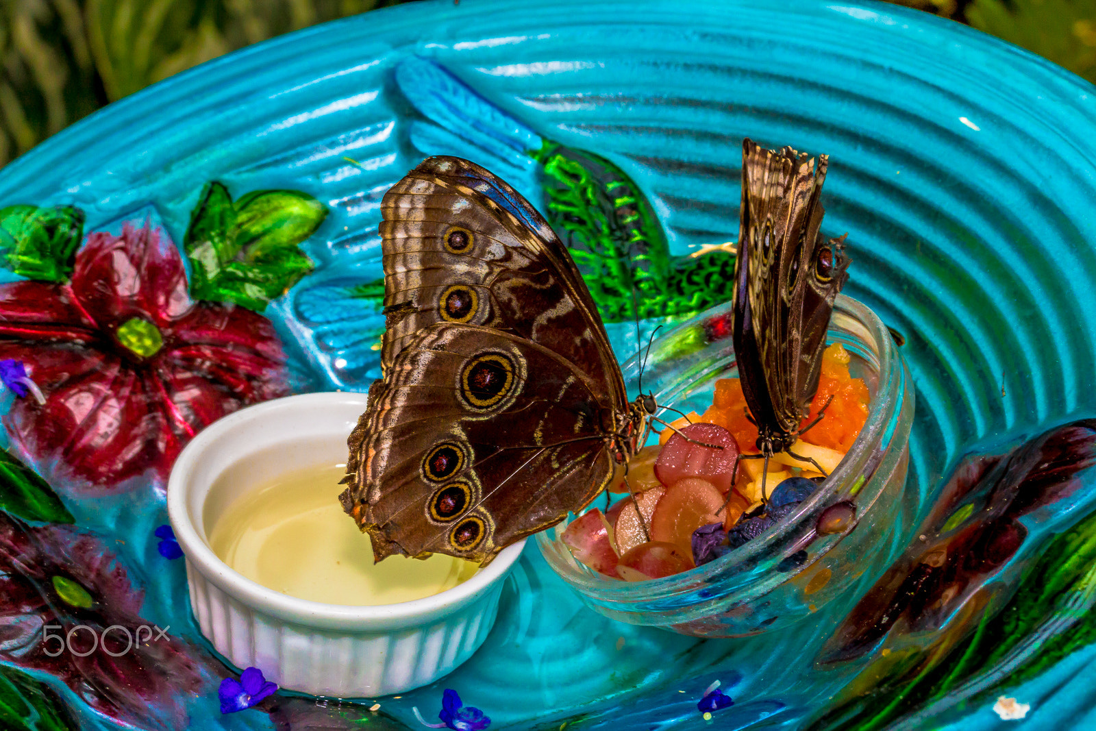 Canon EF-S 60mm F2.8 Macro USM sample photo. Butterfly museum 1 photography