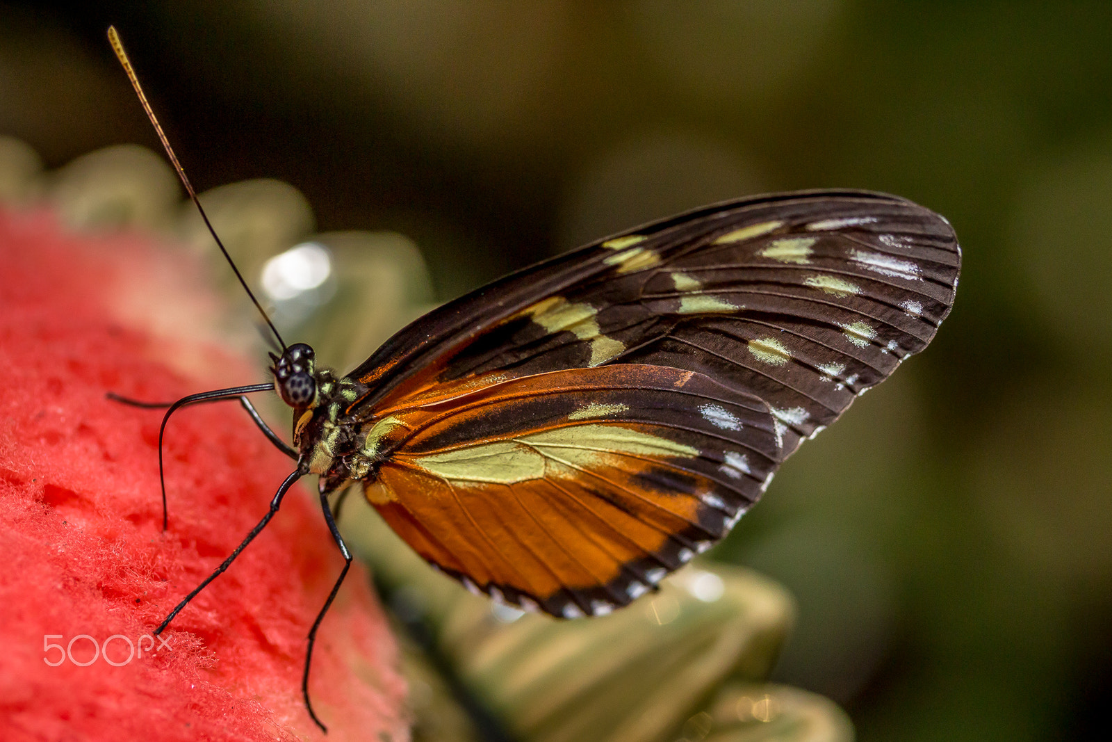 Canon EF-S 60mm F2.8 Macro USM sample photo. Monarch butterfly at the key west butterfly museum xmas 2013 photography