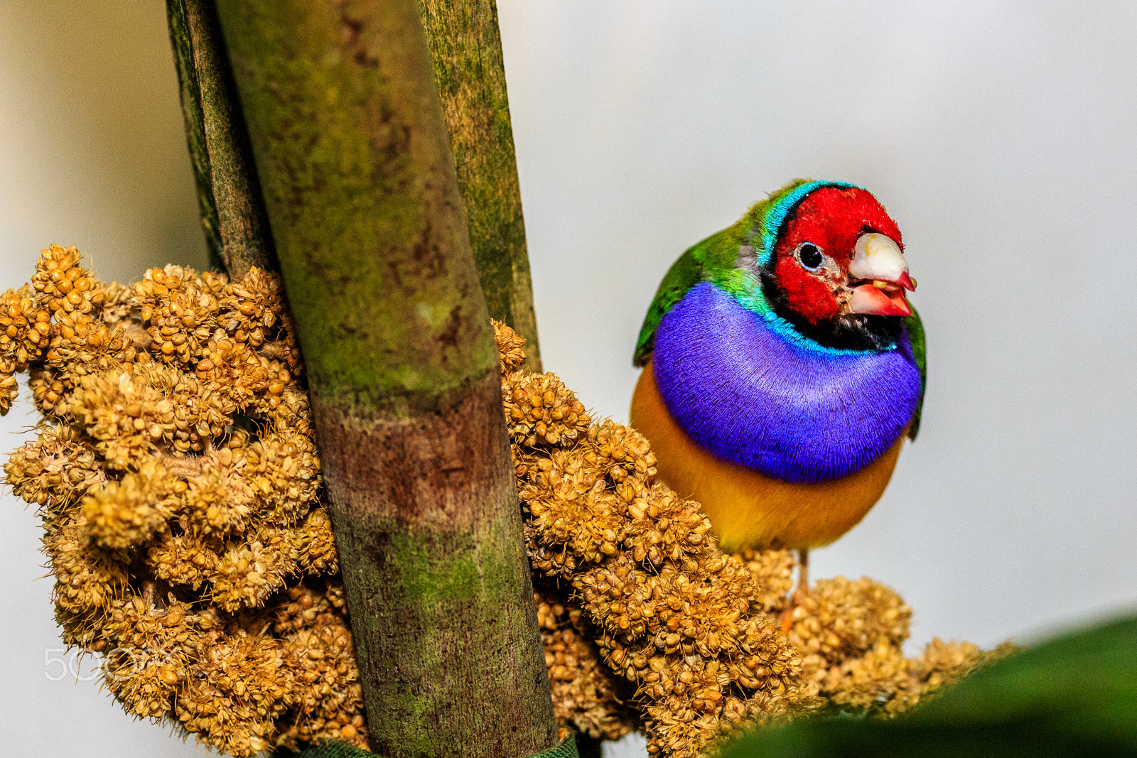 Canon EF-S 60mm F2.8 Macro USM sample photo. Beautiful bird feeding at the key west butterfly museum photography