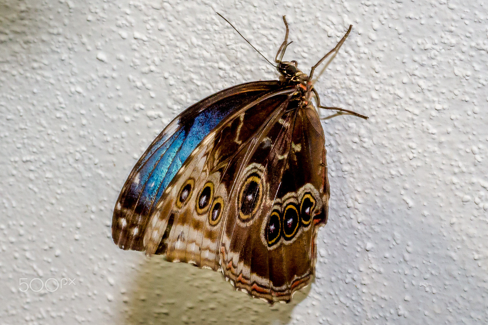 Canon EF-S 60mm F2.8 Macro USM sample photo. Butterfly museum 2 photography