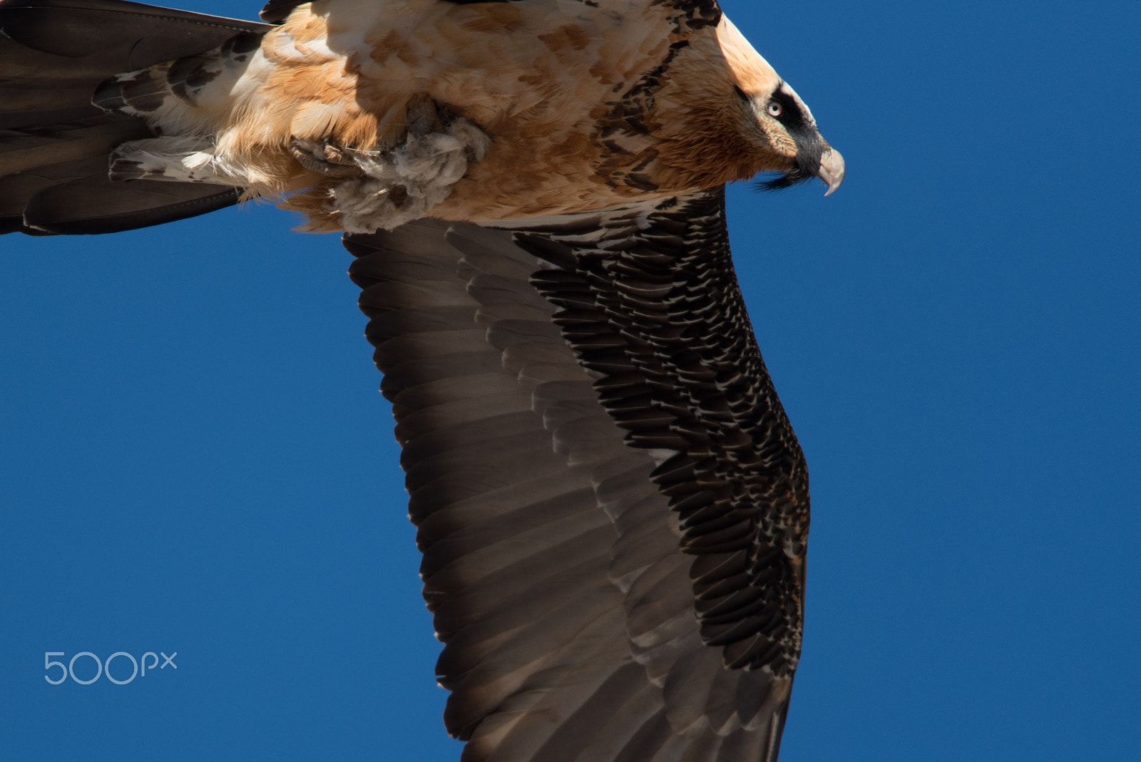 Nikon AF-S Nikkor 400mm F2.8G ED VR II sample photo. Gypaète barbu - gypaetus barbatus photography
