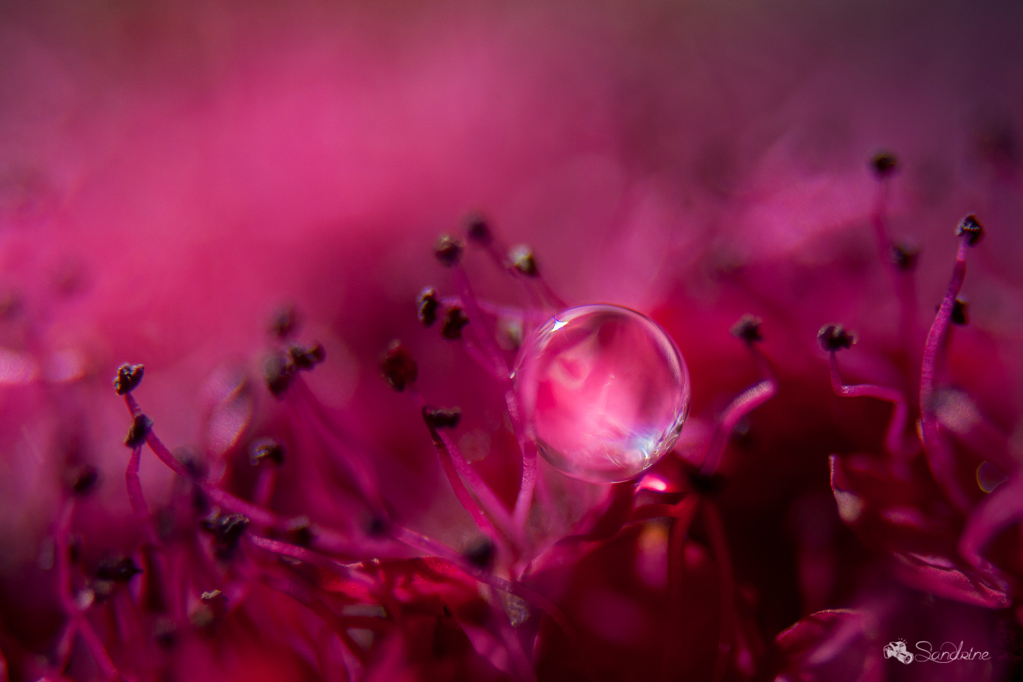 Canon EF 28-80mm f/3.5-5.6 sample photo. Une goutte sur un coussin de spirée photography