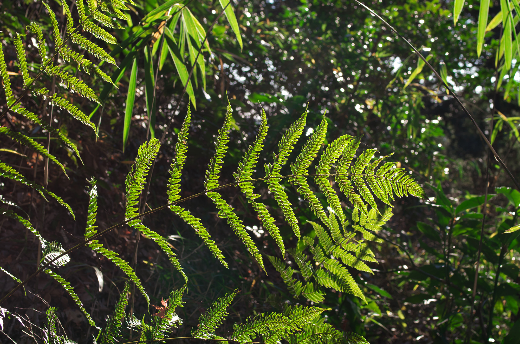 Pentax K-5 sample photo. Natural color　green photography