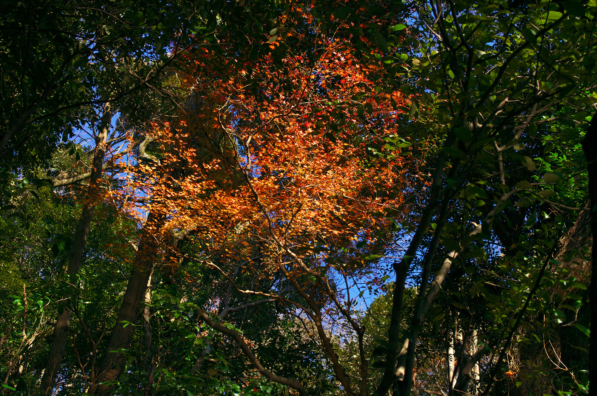 Pentax K-5 + Pentax smc FA 31mm F1.8 AL Limited sample photo. Natural color　orange photography