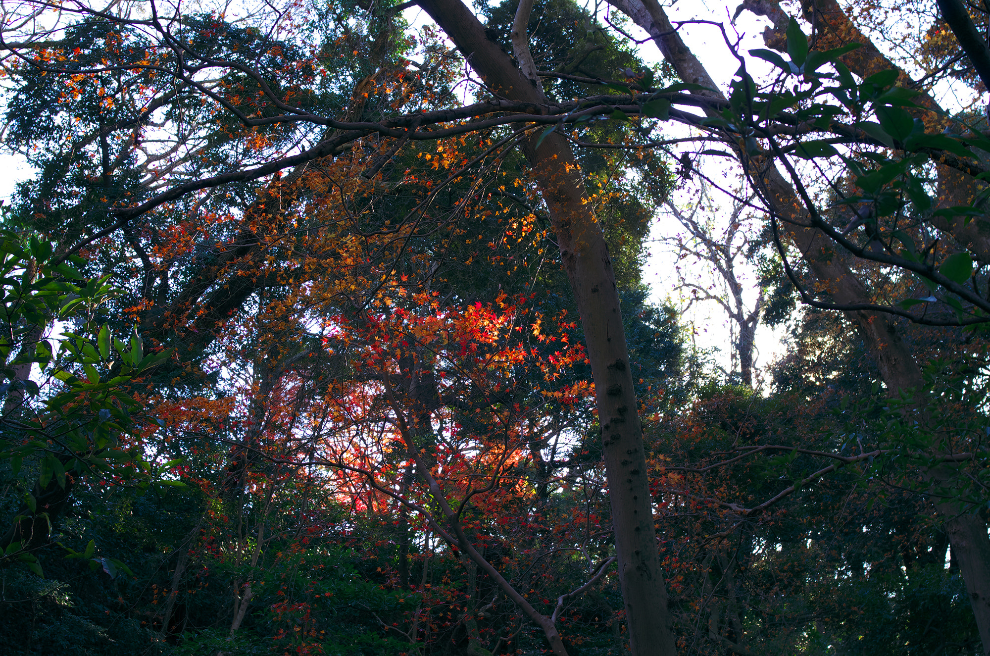 Pentax K-5 + Pentax smc FA 31mm F1.8 AL Limited sample photo. Natural colo　redr photography