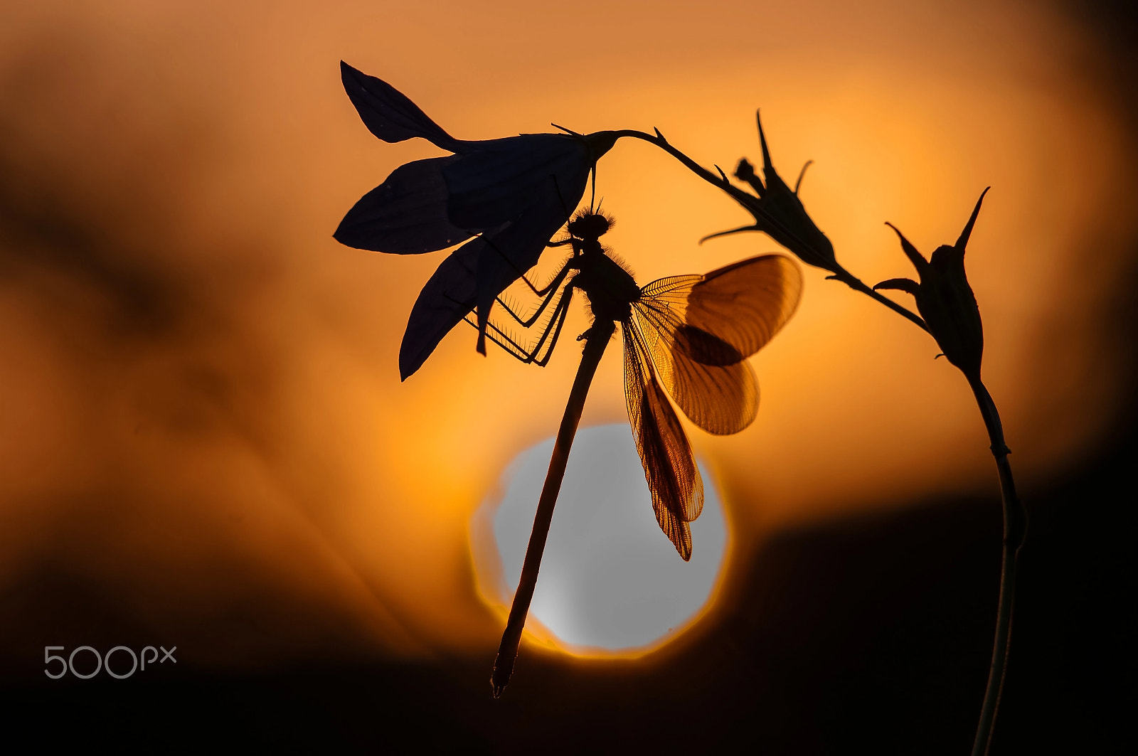 Sigma 150mm F2.8 EX DG Macro HSM sample photo. Night is coming photography
