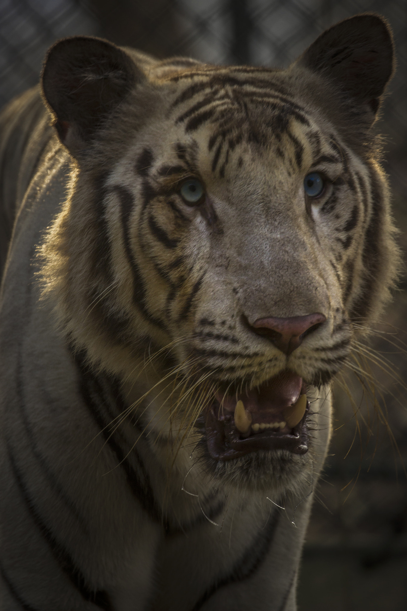 Canon EF 100-400mm F4.5-5.6L IS II USM sample photo. His looks photography