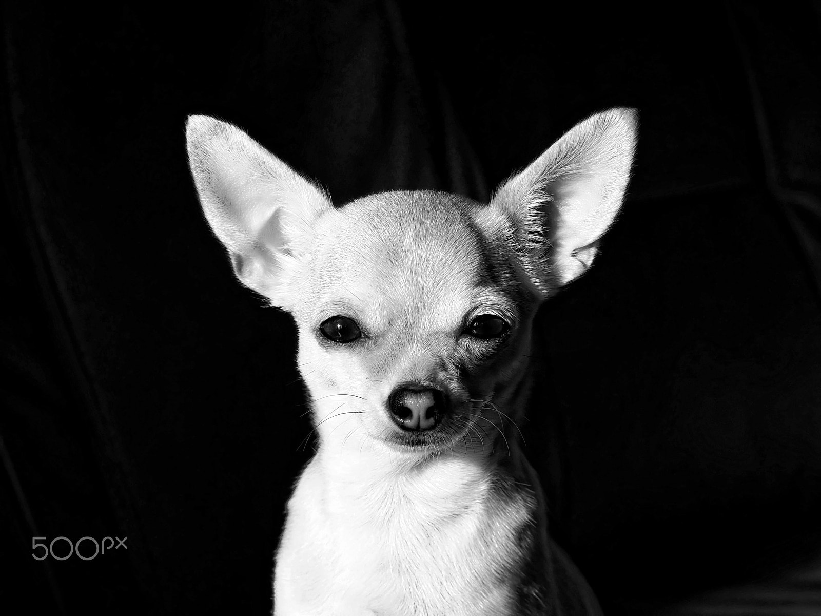 Panasonic Leica DG Macro-Elmarit 45mm F2.8 ASPH OIS sample photo. Olympus digital camera photography