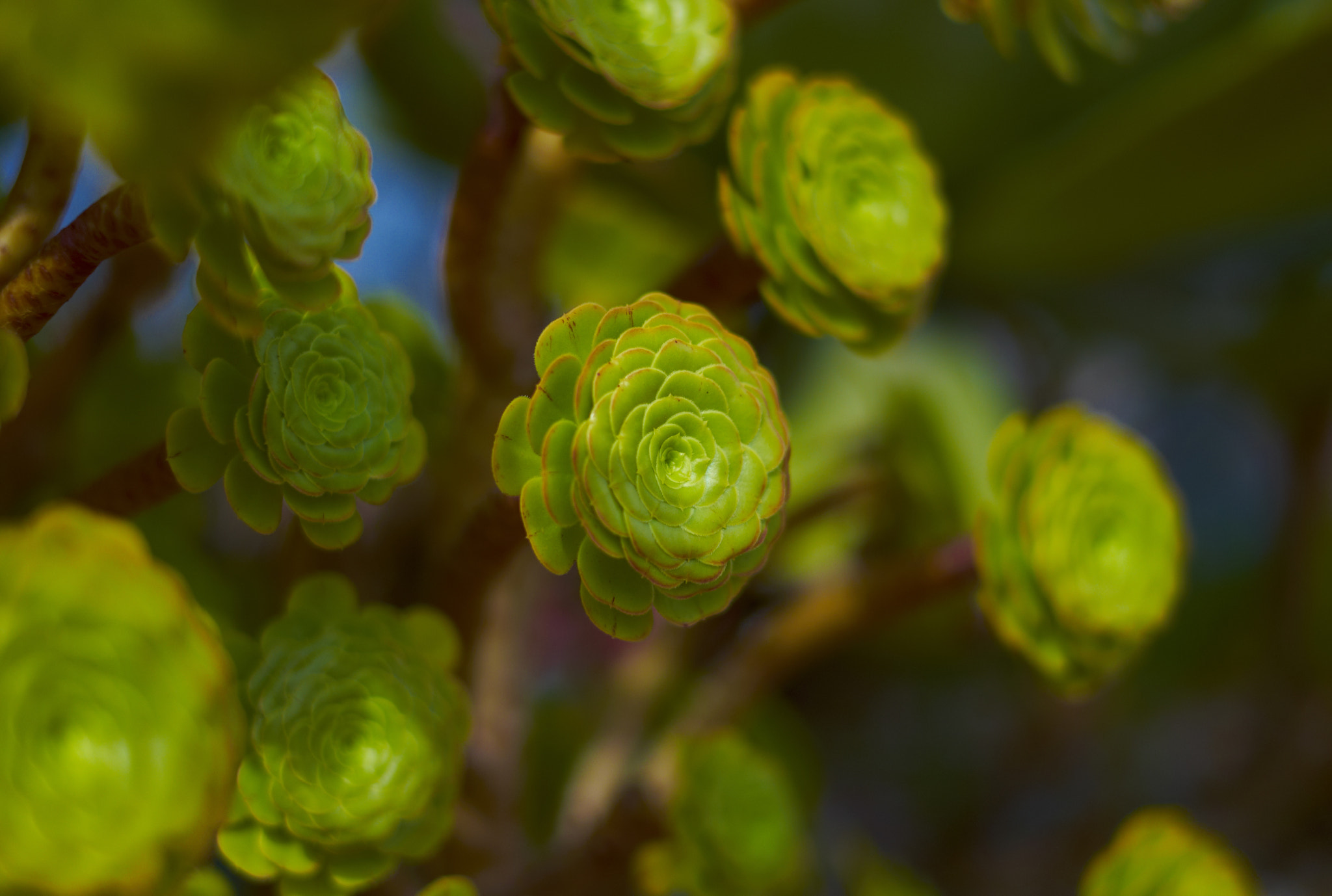 Leica M8 sample photo. Plant photography