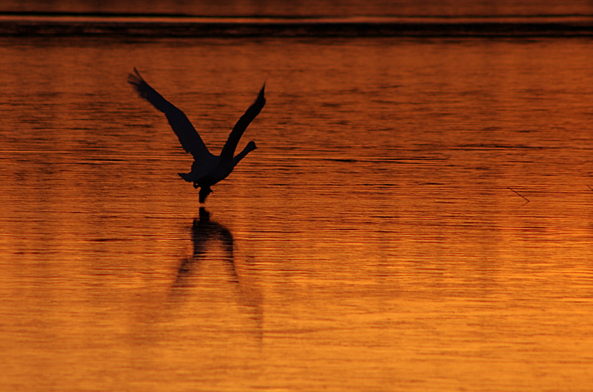 Pentax smc DA 55-300mm F4.0-5.8 ED sample photo. X flies photography