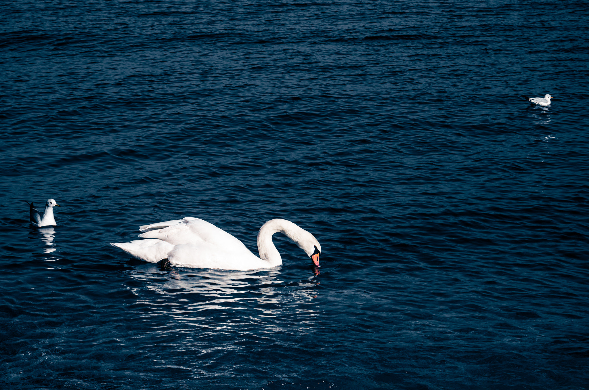 Pentax K-5 sample photo. Swan and seagulls photography