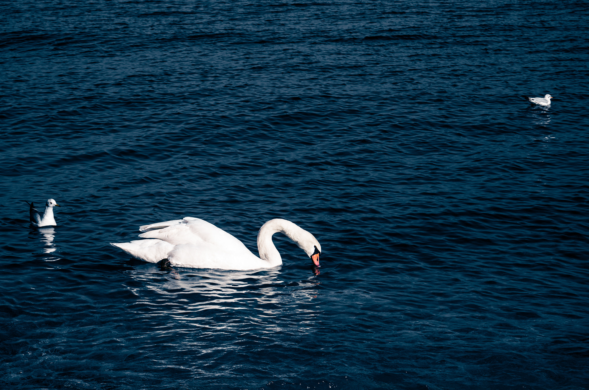 Pentax K-5 + smc PENTAX-F 35-70mm F3.5-4.5 sample photo. Swan and seagulls photography