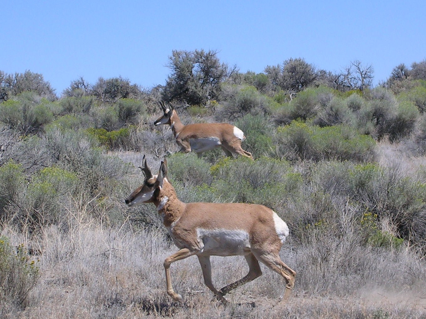 Nikon E3200 sample photo. Antelope in step fredericks butte rd photography