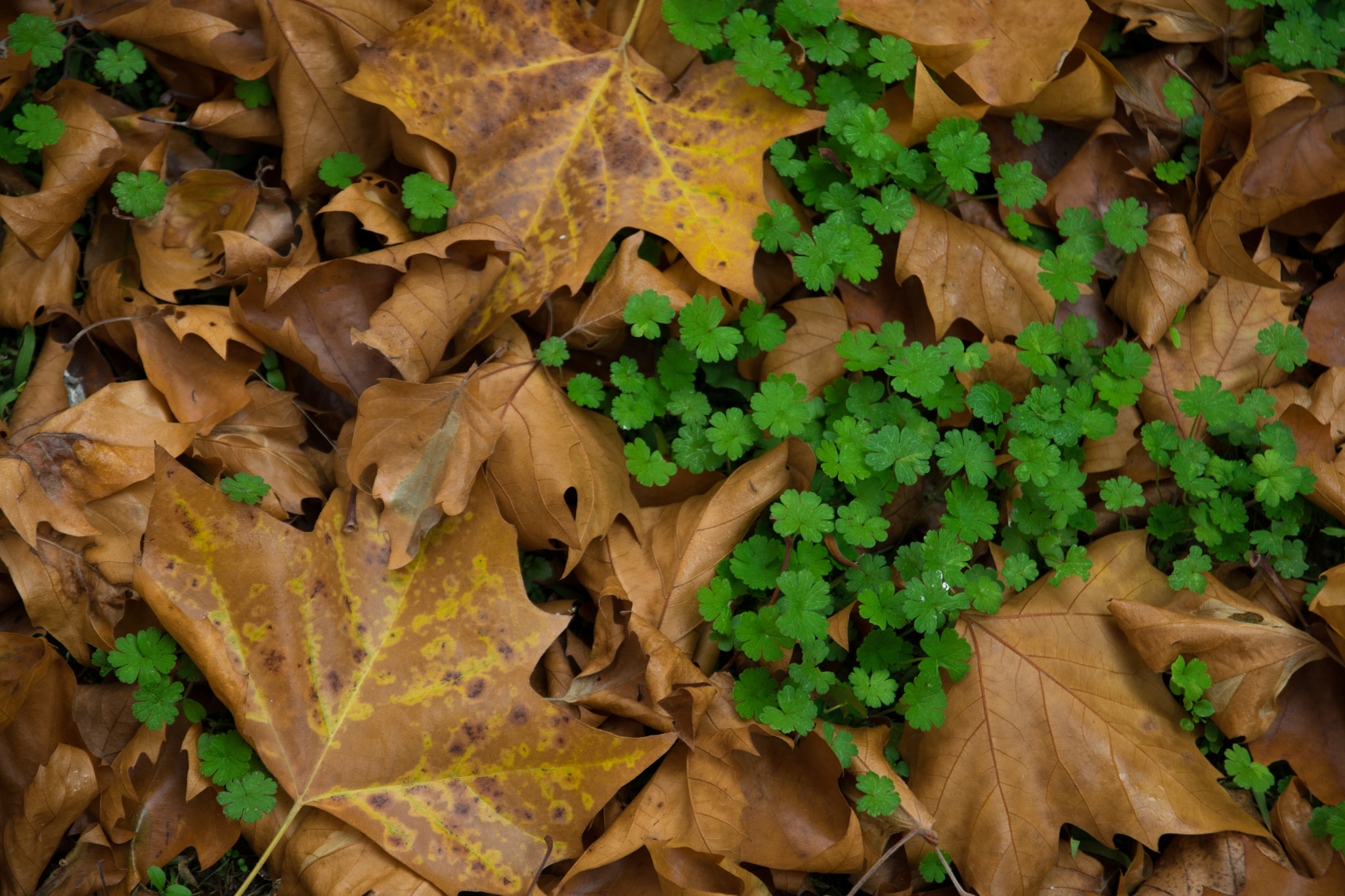 Sigma 17-70mm F2.8-4 DC Macro OS HSM | C sample photo. Leaves photography