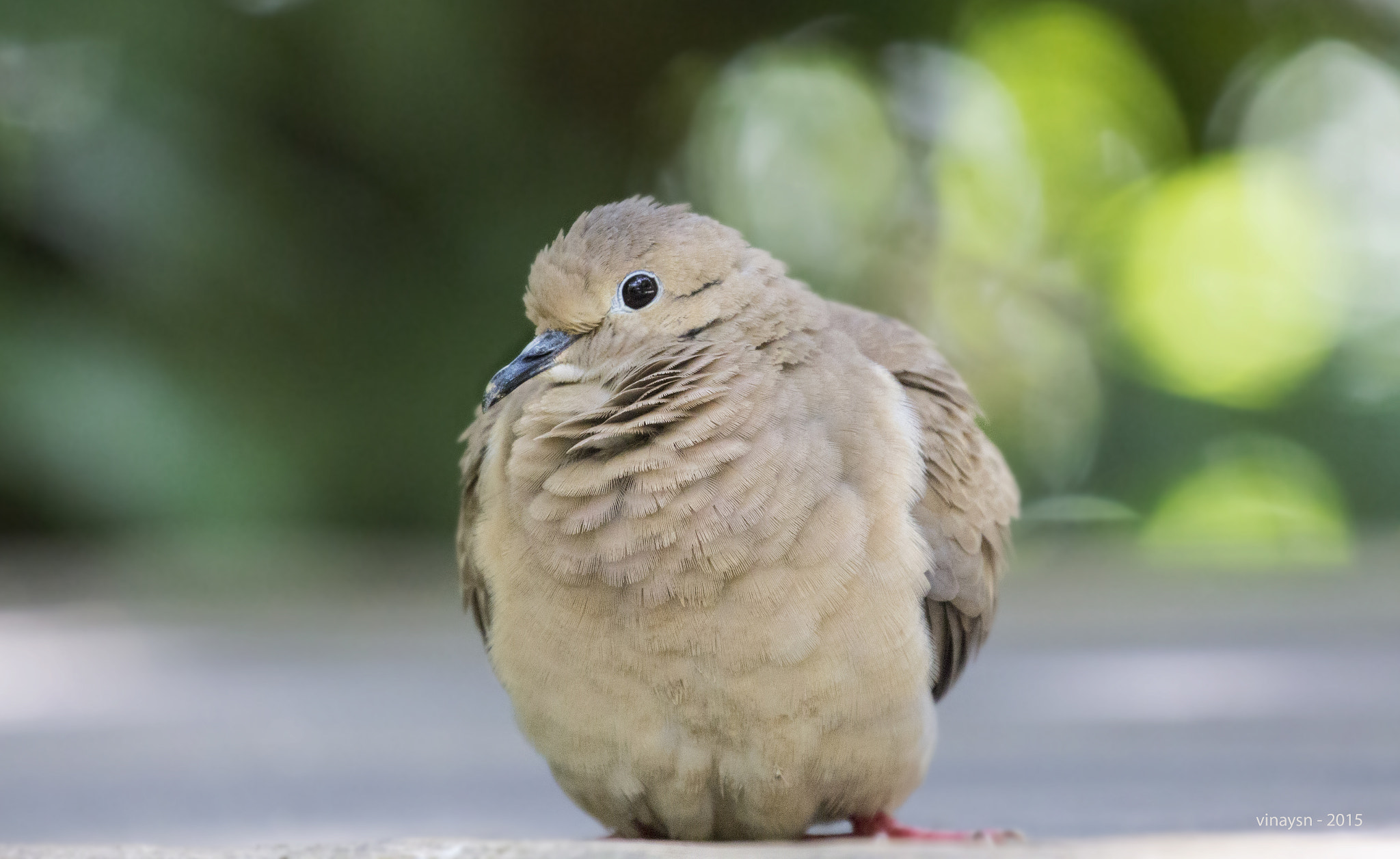 Canon EF 70-300mm F4-5.6L IS USM sample photo