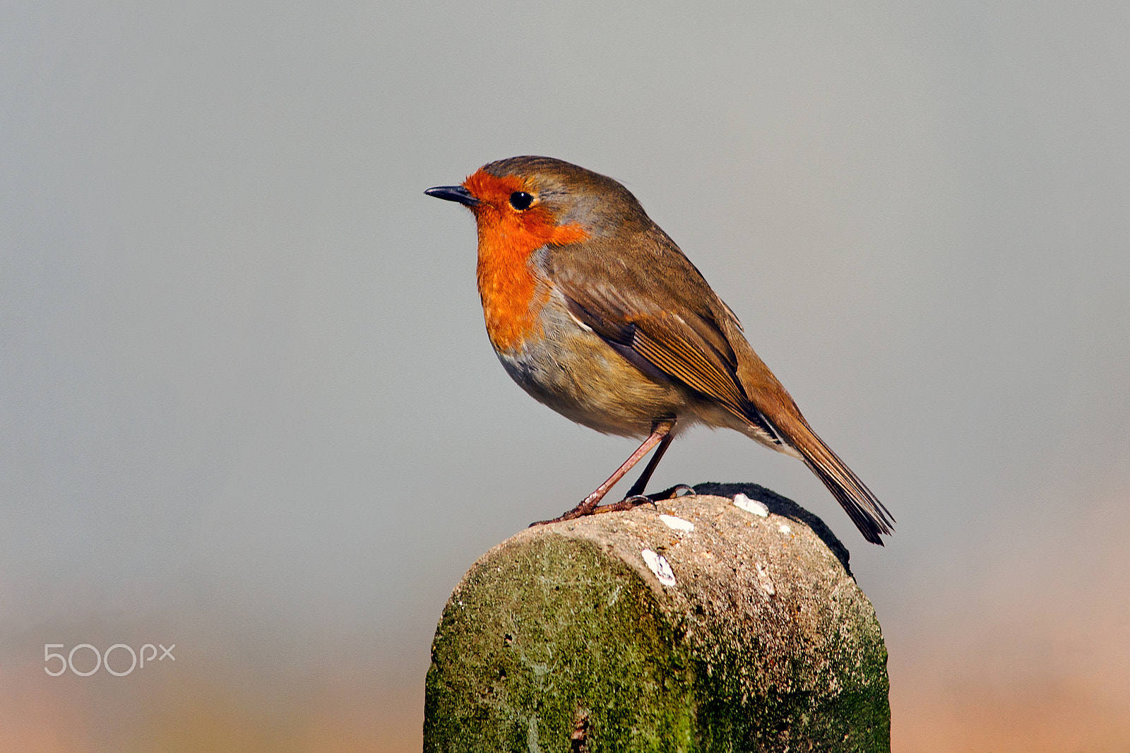 Sony Alpha DSLR-A850 sample photo. Red red robin photography