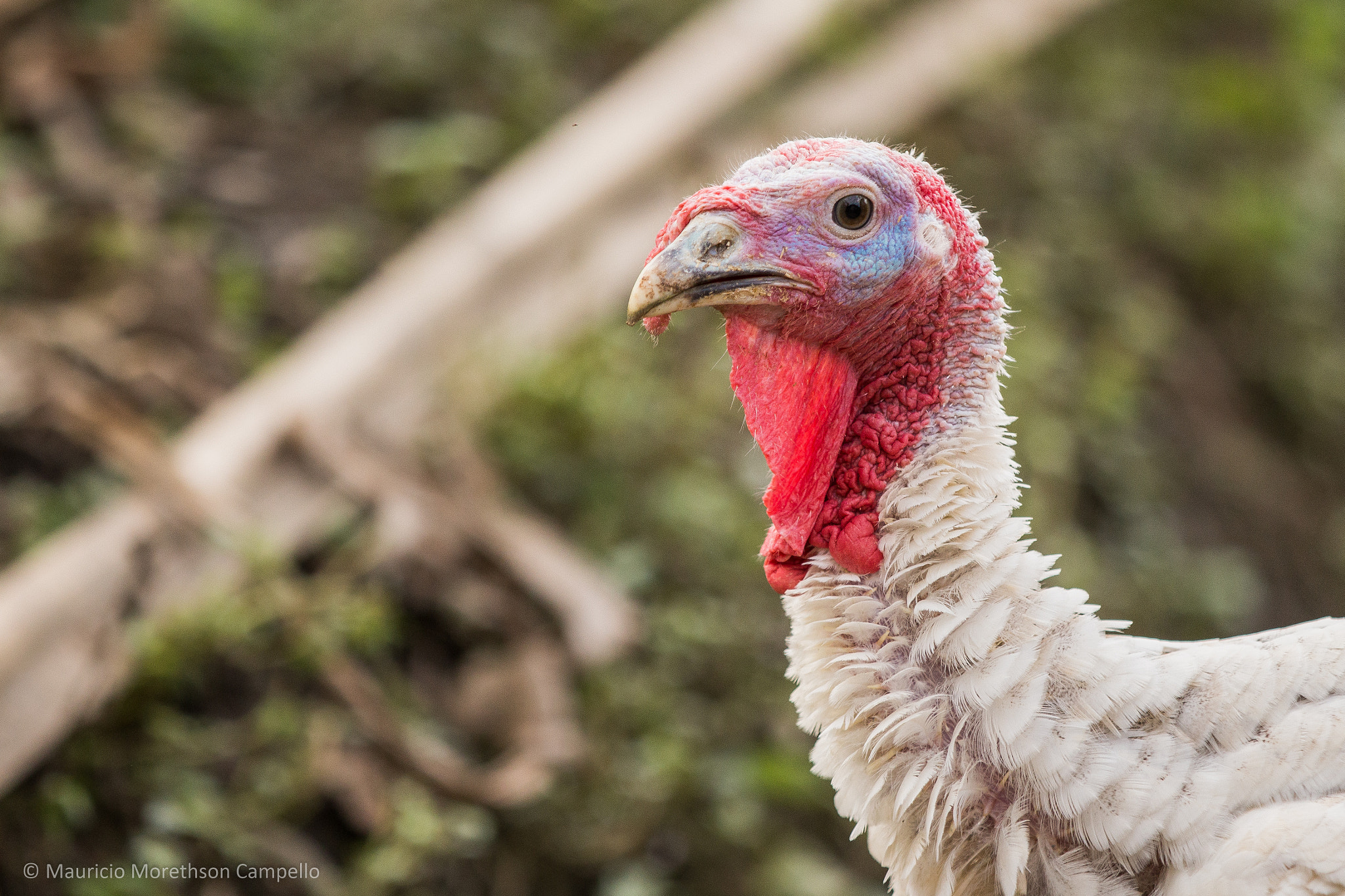 Canon EF 70-200mm F2.8L IS II USM sample photo. Turkey head, laos photography