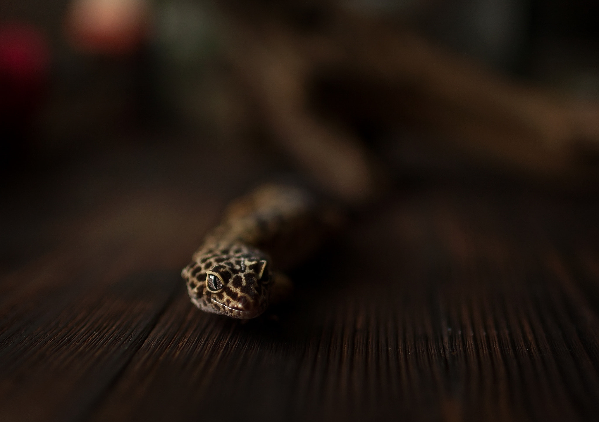 Canon EF 35mm F1.4L USM sample photo. Little dragon photography
