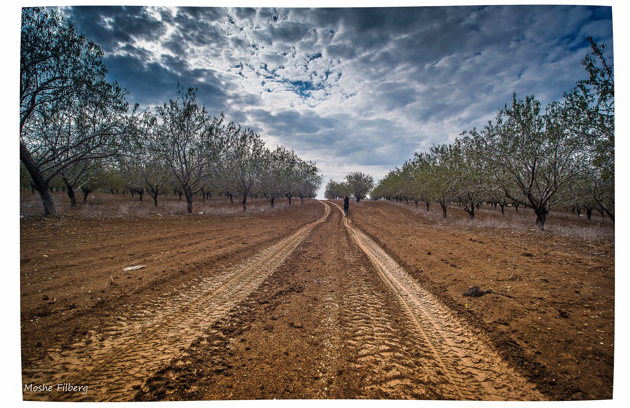 Nikon D810 + Sigma 17-35mm F2.8-4 EX Aspherical sample photo. Almond tree way photography