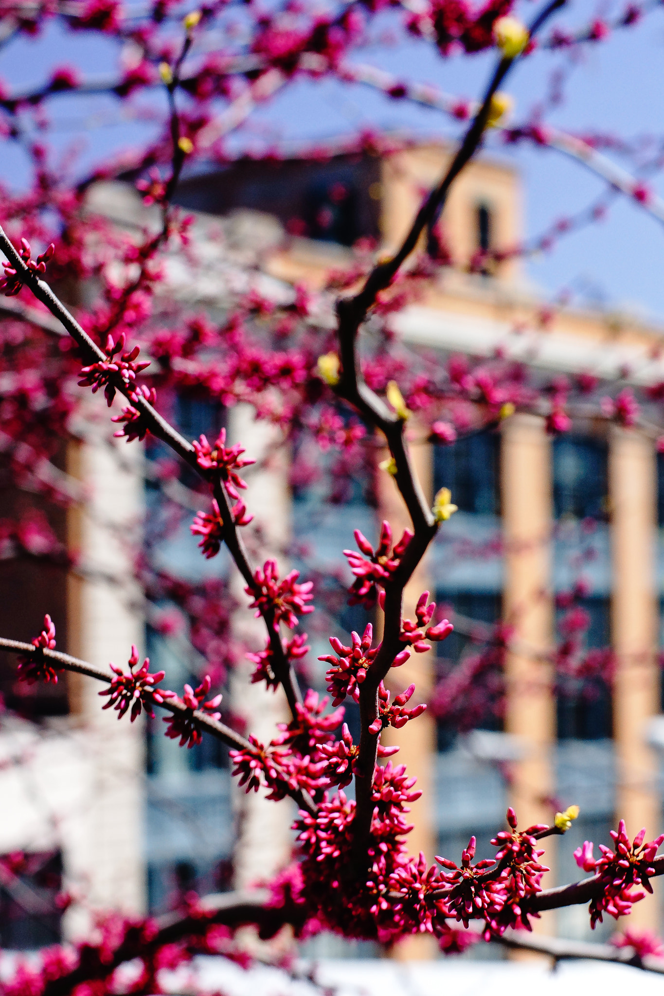 Sony SLT-A77 + Minolta AF 50mm F1.4 [New] sample photo. Cherry blossom photography