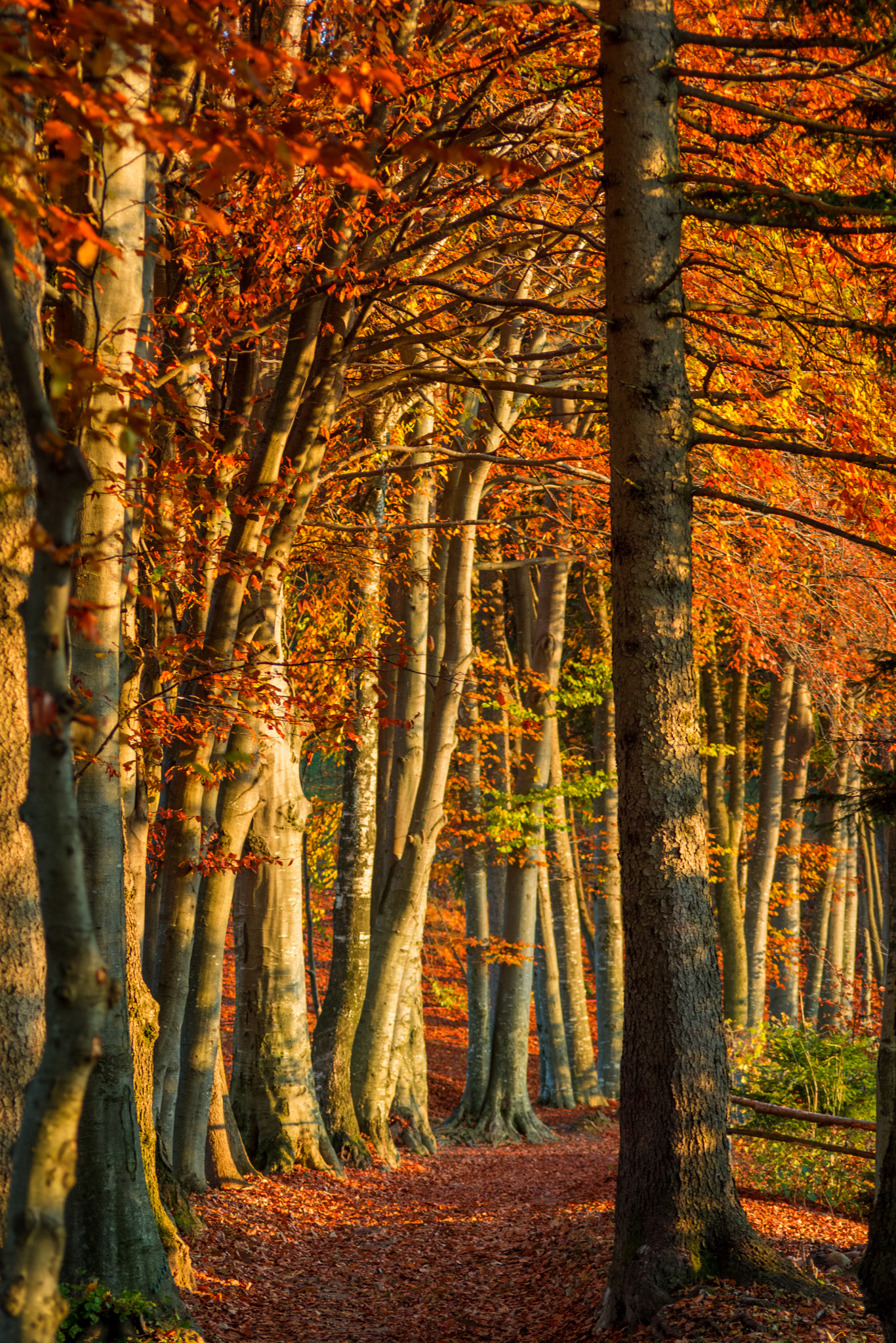 Nikon D7100 + Sigma APO 70-210mm F3.5-4.5 sample photo. Autumn photography