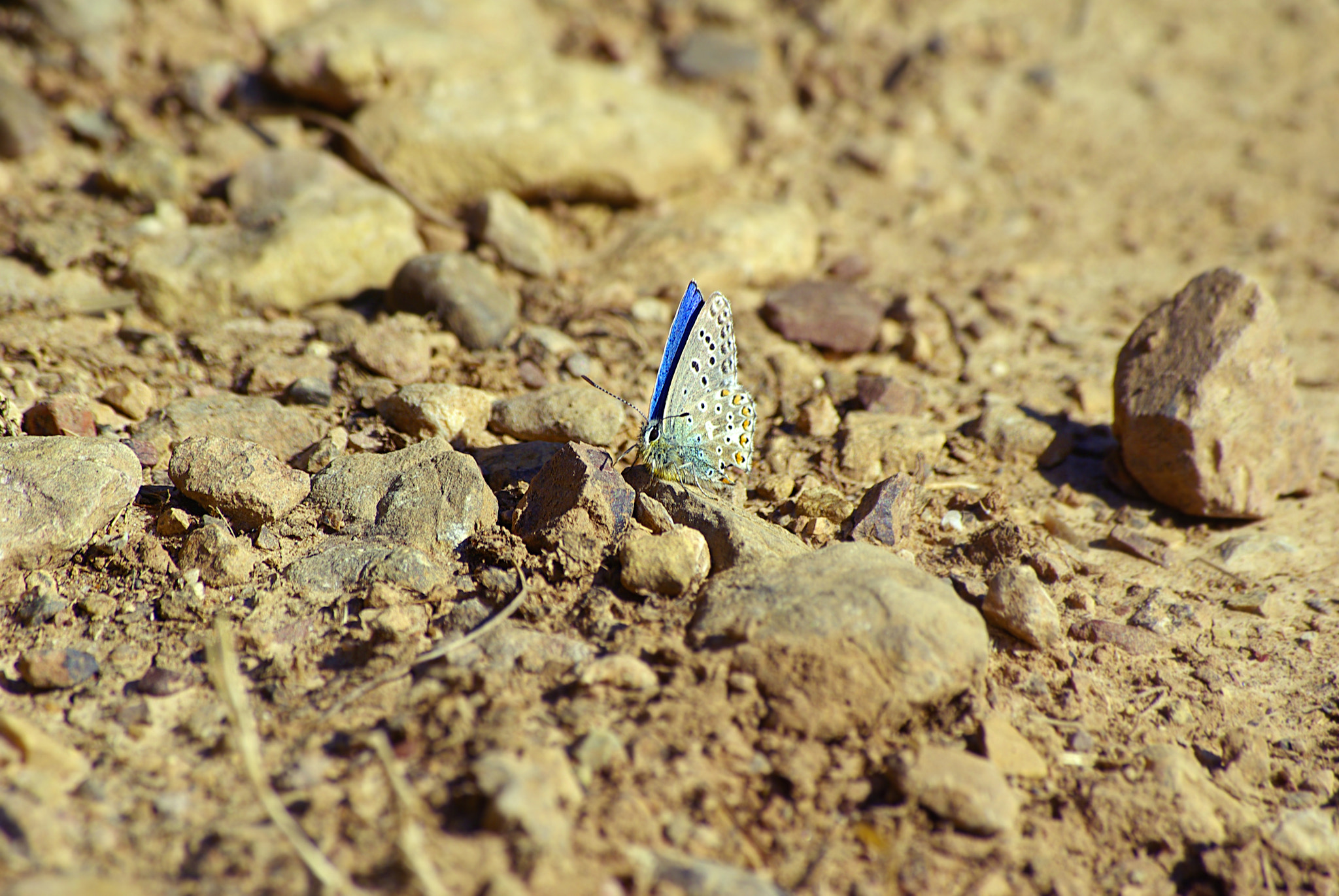 Pentax smc DA 50-200mm F4-5.6 ED WR sample photo. Blue dot photography