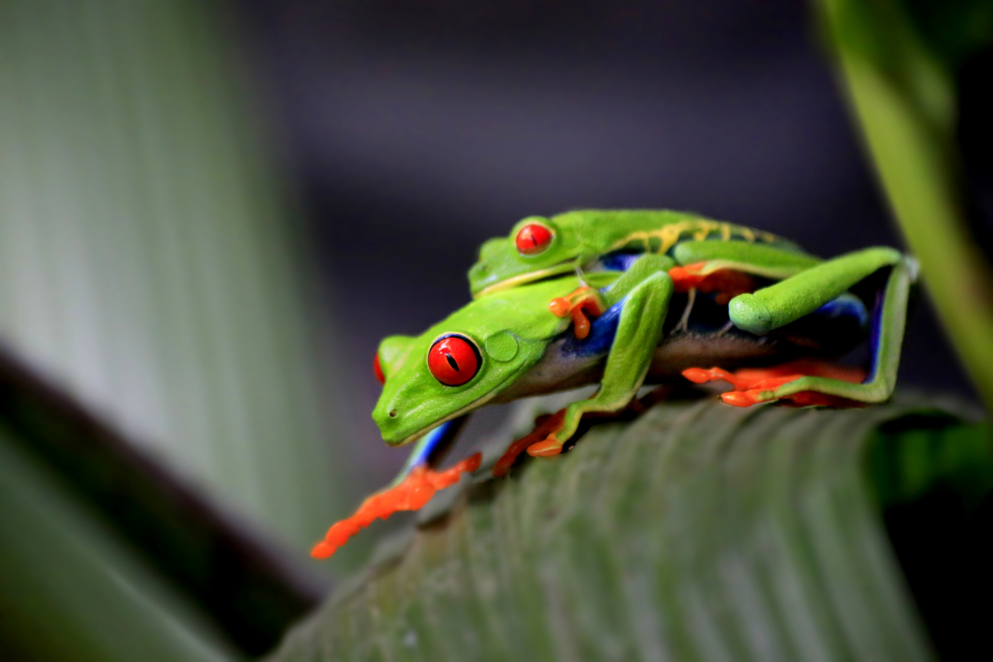 Red Eyed Tree Frog with Baby by Eshwar Satrasala / 500px