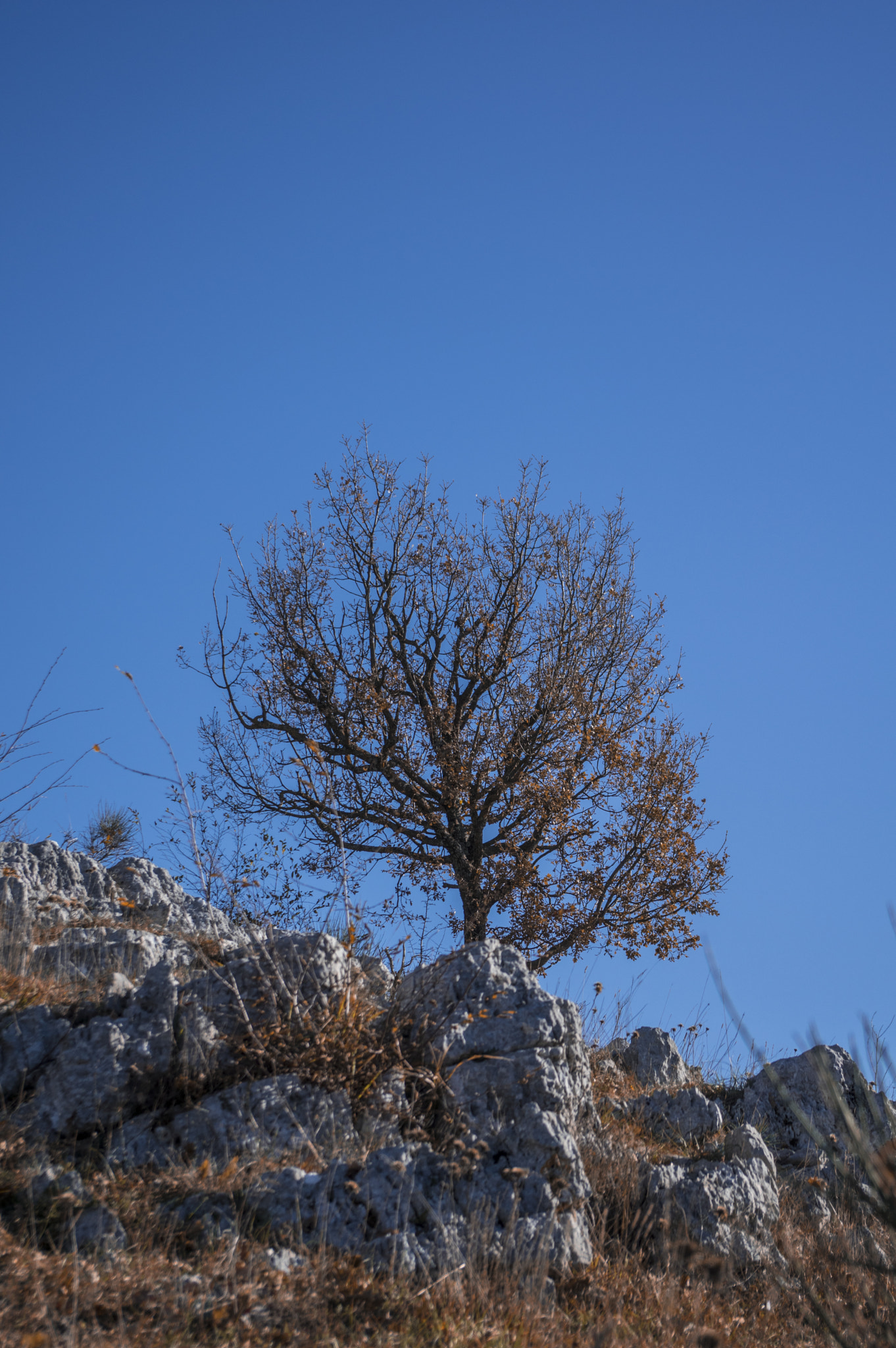 smc PENTAX-DA L 18-55mm F3.5-5.6 sample photo. Albero nel blu photography