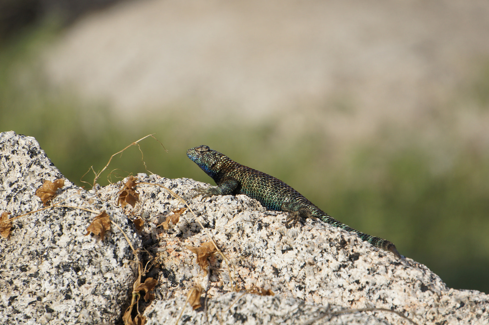 Sony NEX-5C sample photo. Lizard photography