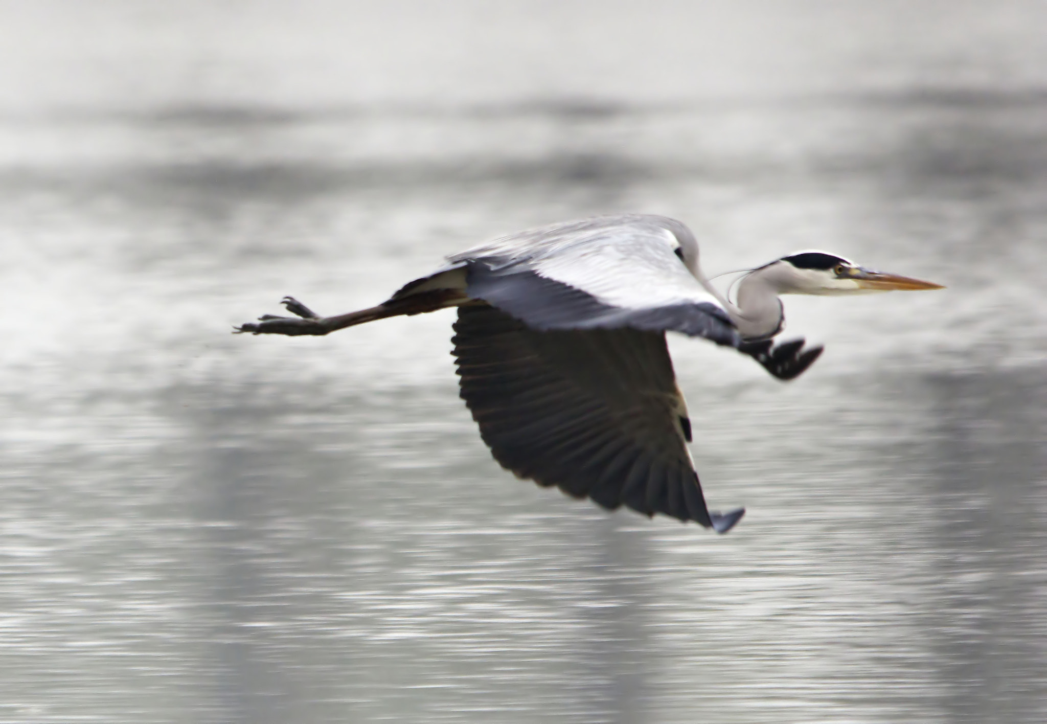 Sigma 150-500mm F5-6.3 DG OS HSM sample photo. Filtered photography