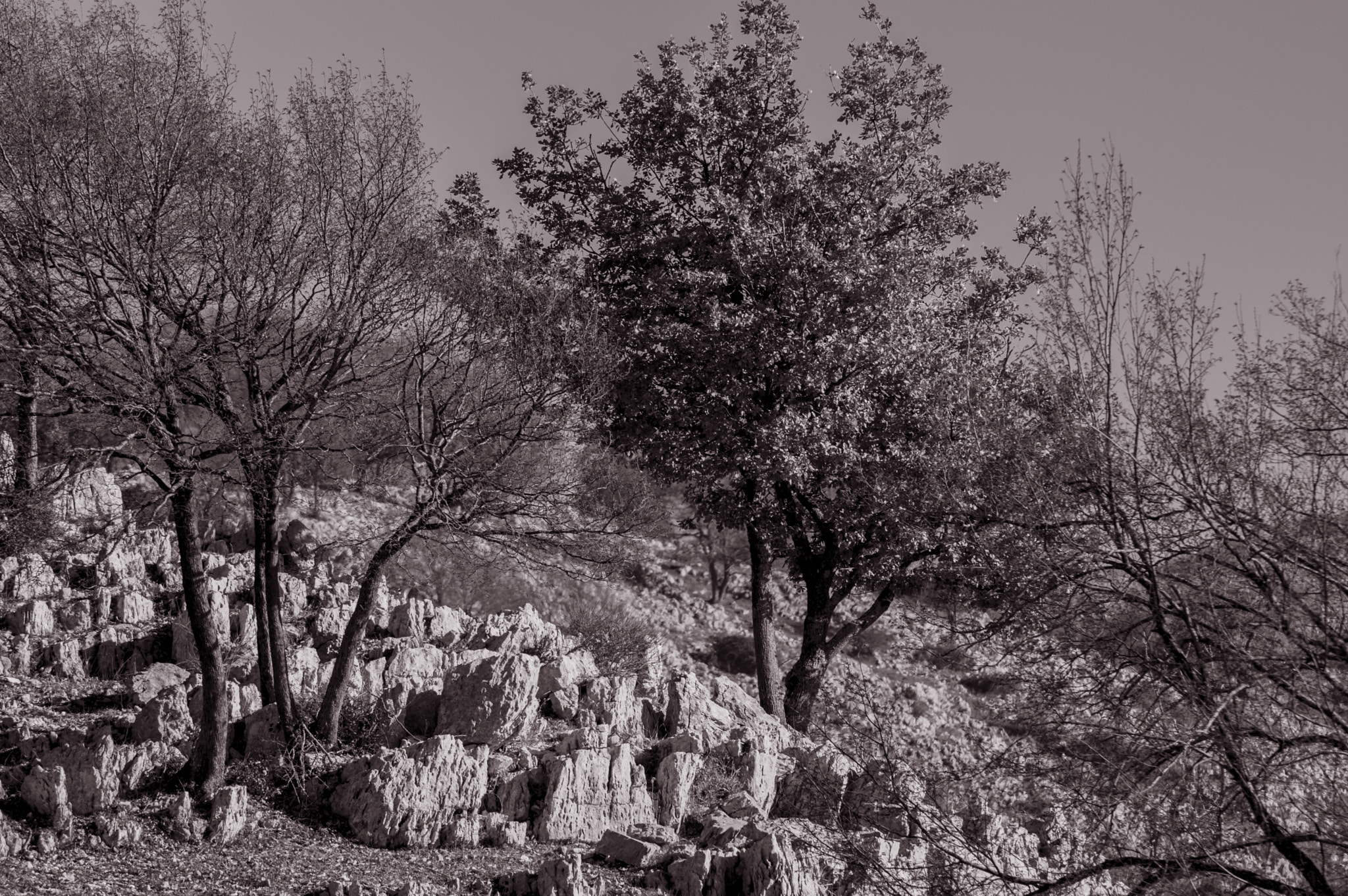 Tamron AF 70-300mm F4-5.6 Di LD Macro sample photo. Rocce e alberi black and white photography
