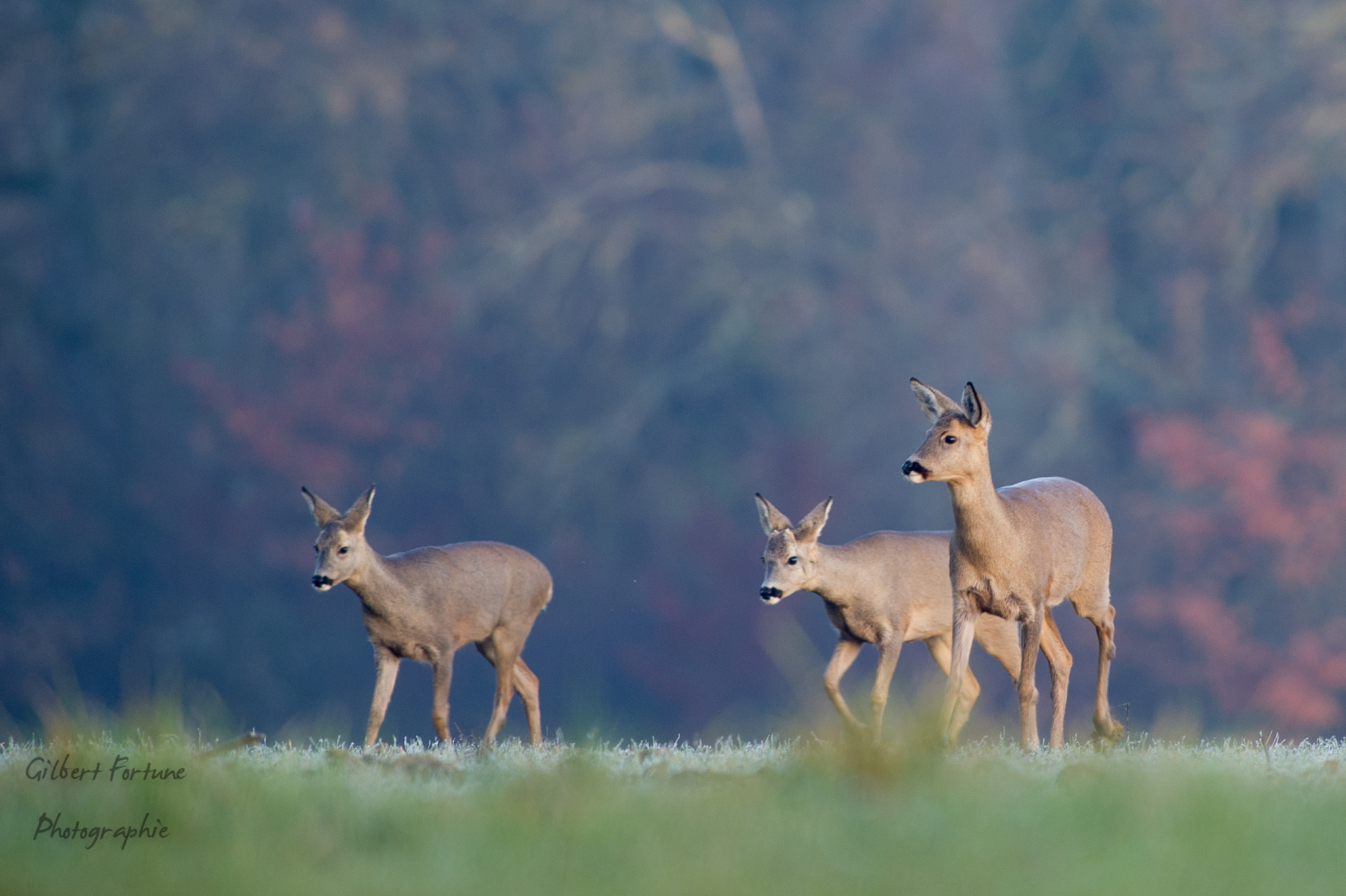 Nikon AF-S Nikkor 300mm F2.8G ED VR II sample photo. Roe deer family photography