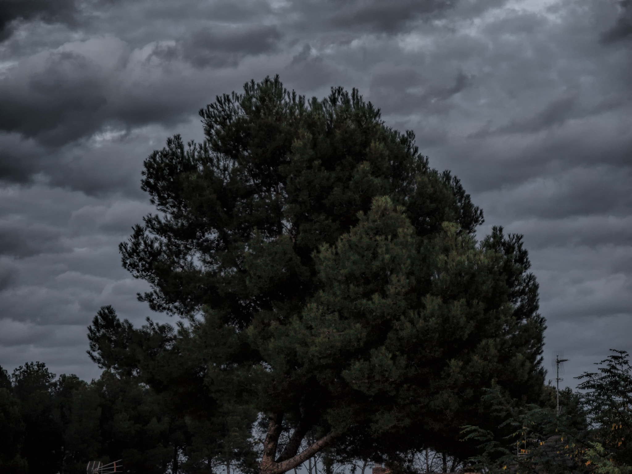 Olympus E-620 (EVOLT E-620) + OLYMPUS 14-54mm Lens sample photo. The tree threatened by storm photography