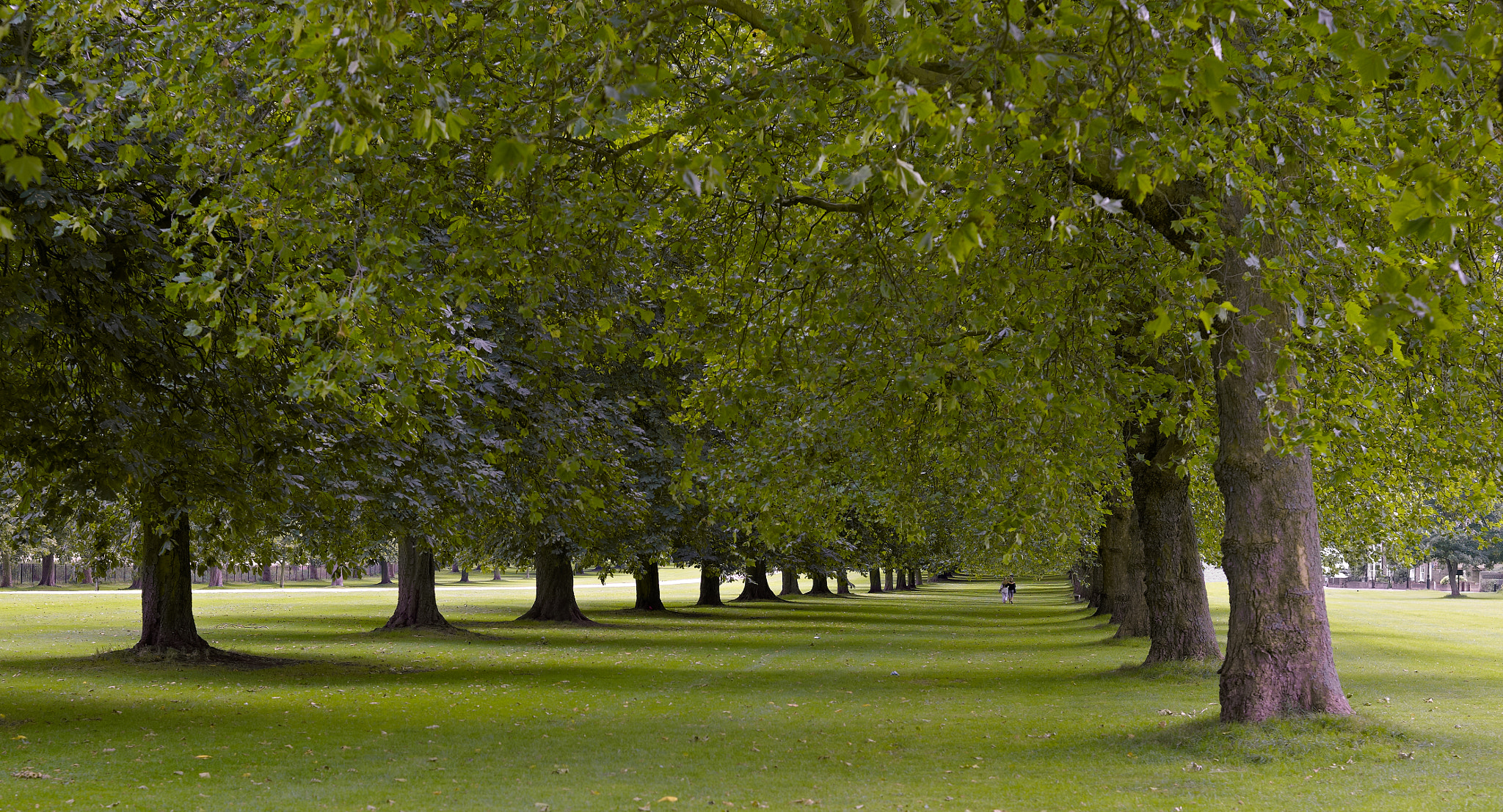 Phase One P21 sample photo. Windsor tree lined walk photography