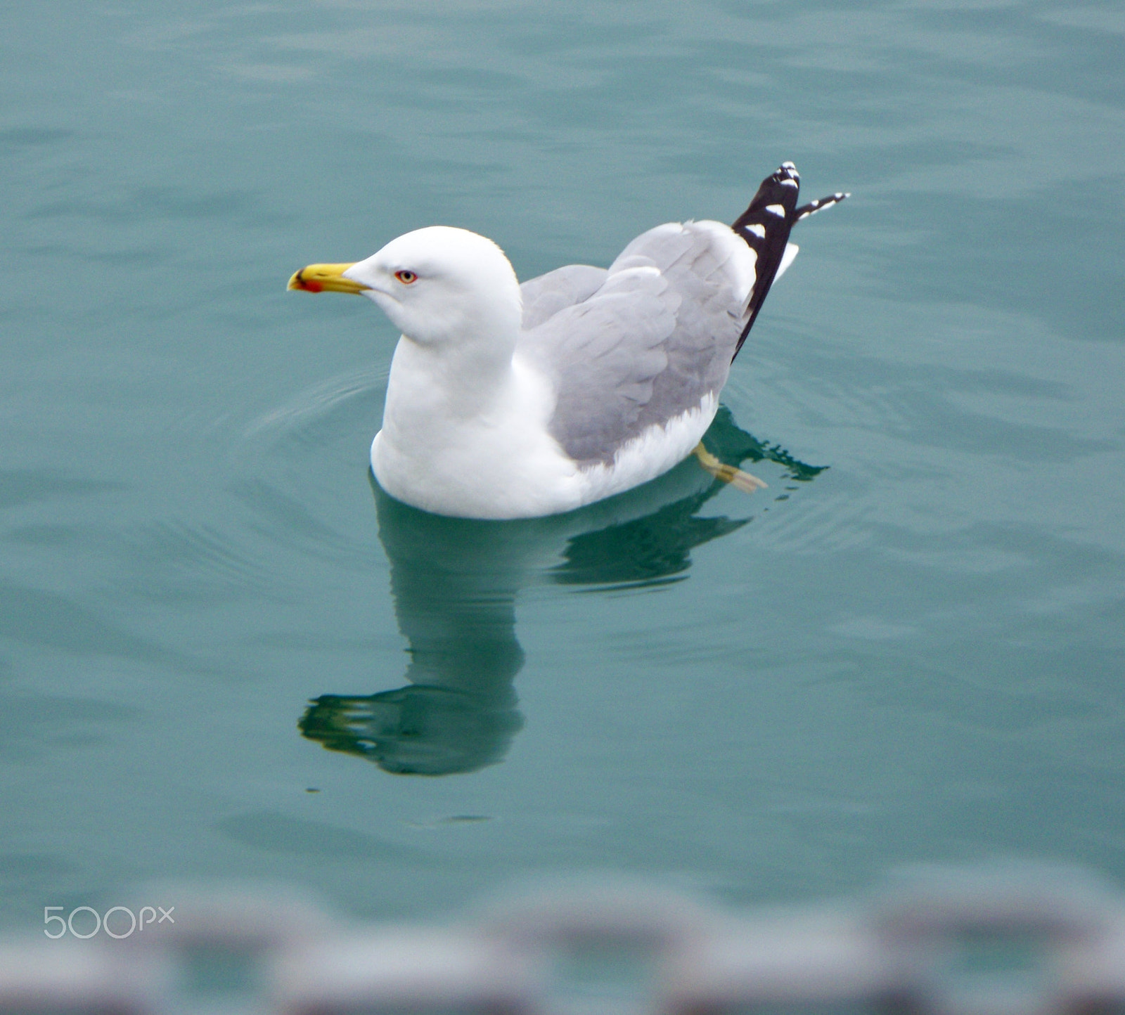 Kodak EASYSHARE Z1485 IS DIGITAL CAMERA sample photo. Bird photography