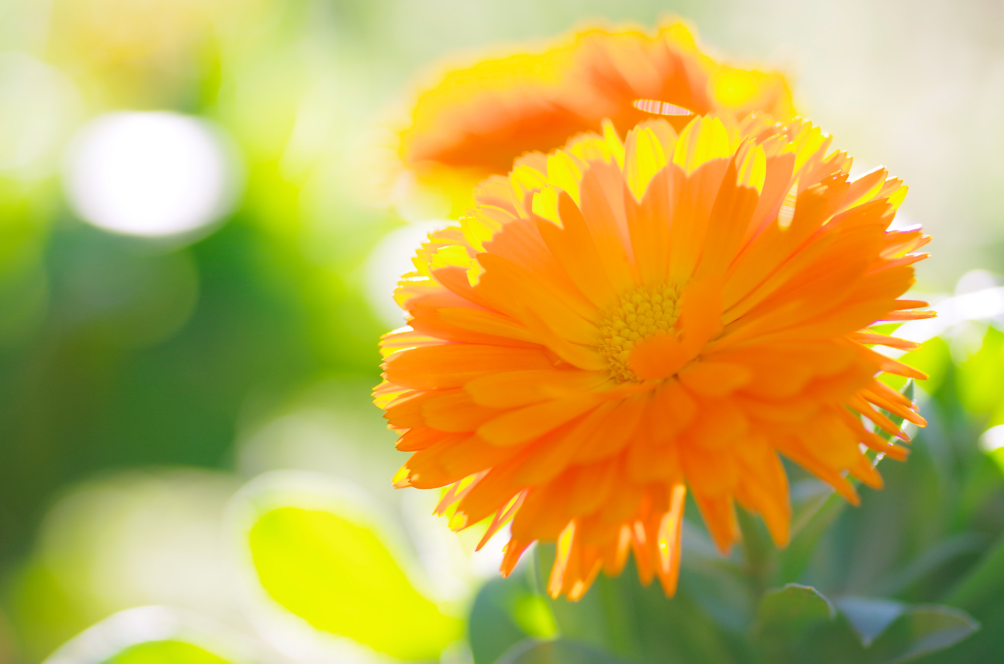 Pentax smc D-FA 100mm F2.8 Macro WR sample photo. Winter noon photography