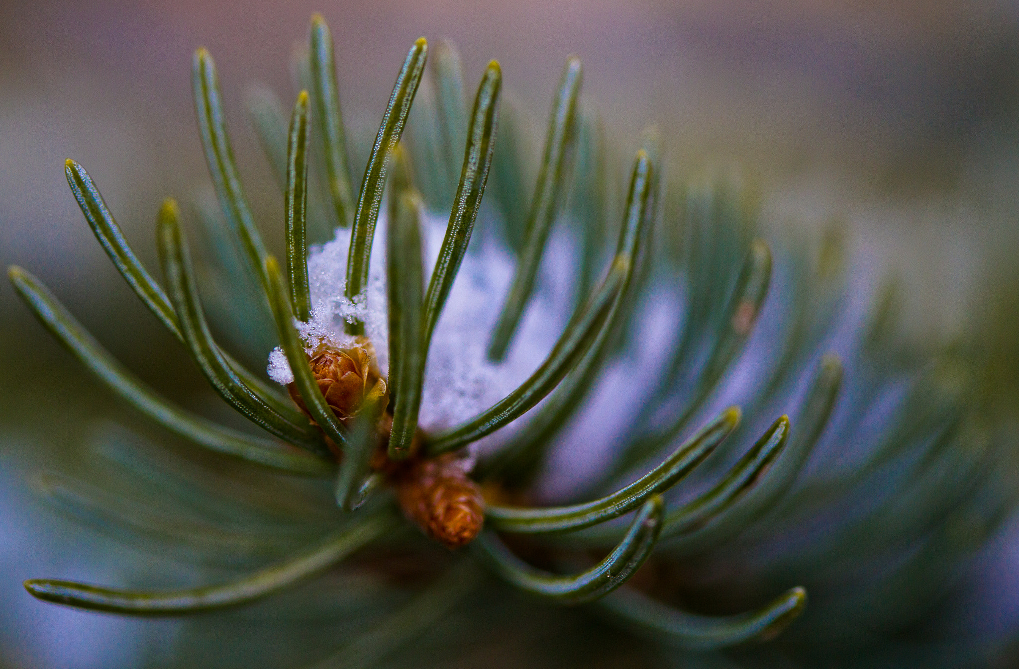 Canon EF-S 60mm F2.8 Macro USM sample photo. Snow on spruce photography