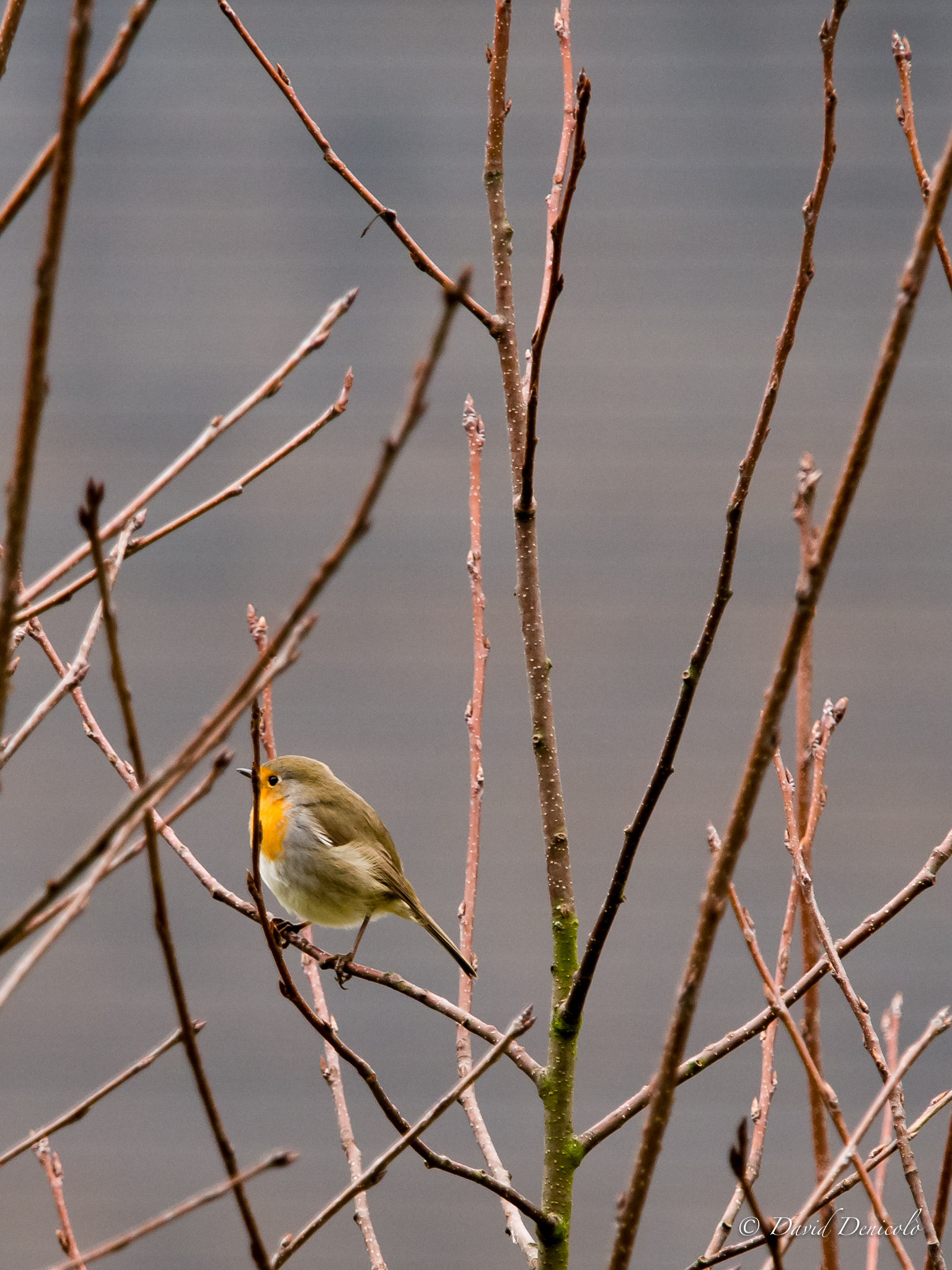 Olympus OM-D E-M5 + Olympus M.Zuiko Digital ED 40-150mm F2.8 Pro sample photo. European robin (erithacus rubecula) photography