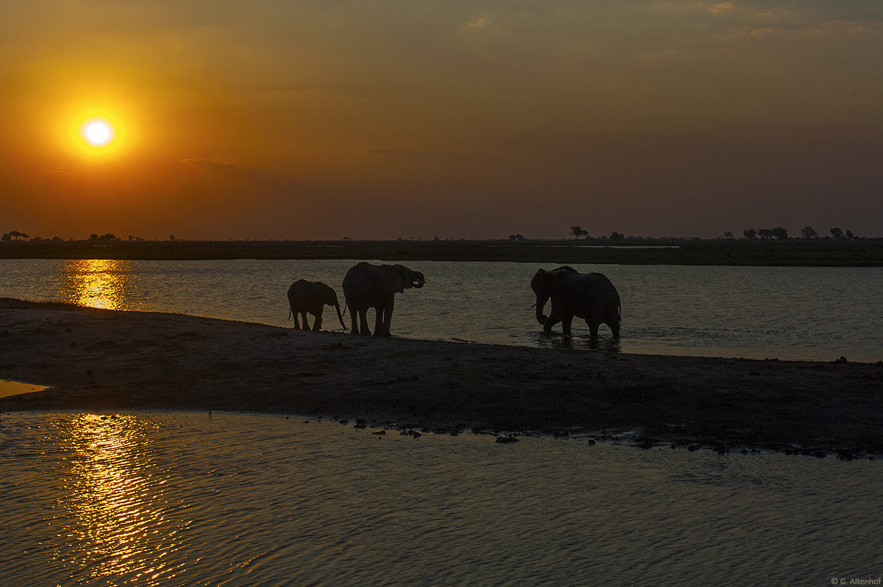 Nikon AF-S Nikkor 28-70mm F2.8 ED-IF sample photo. Sunset at chobe river photography